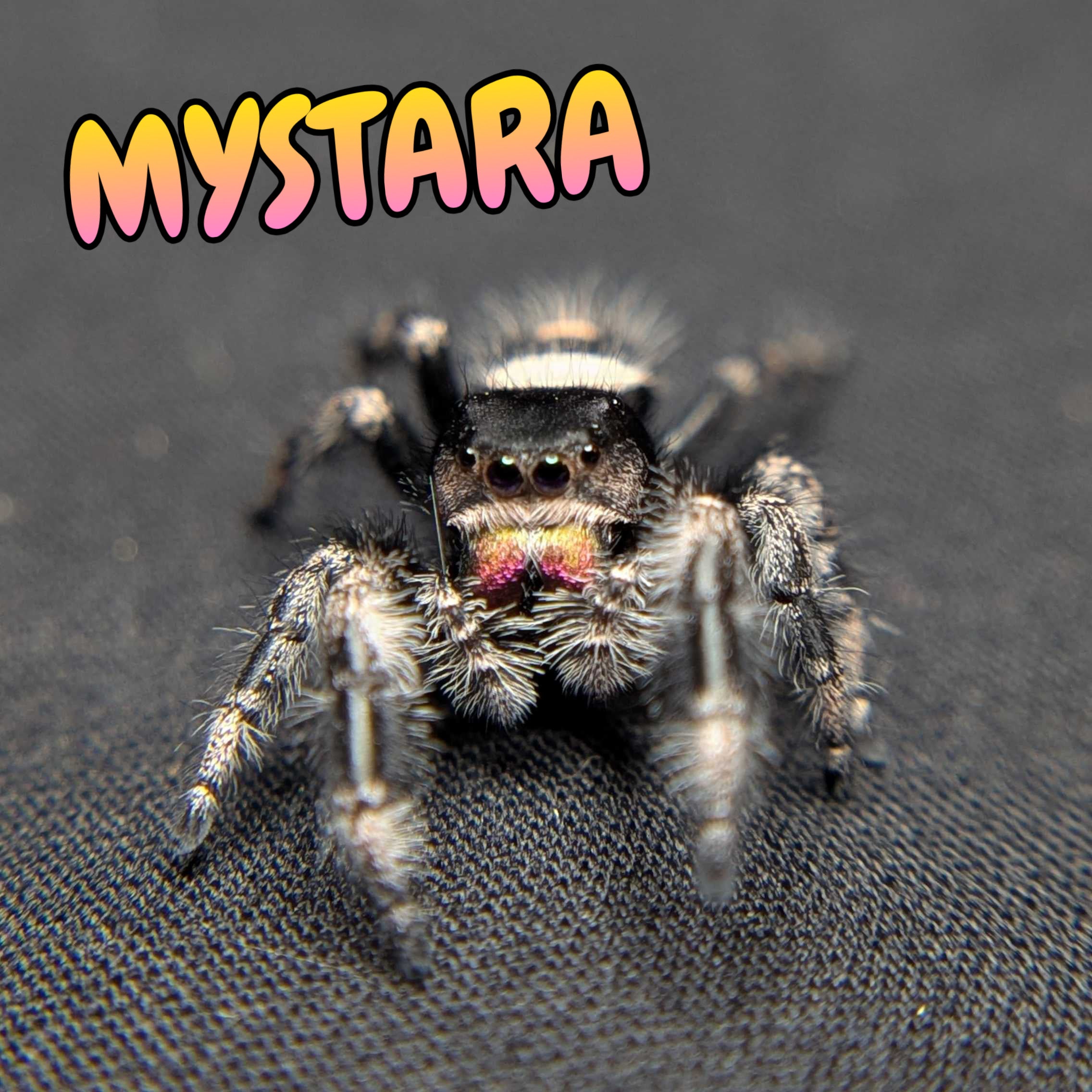 Regal Jumping Spider "Mystara"