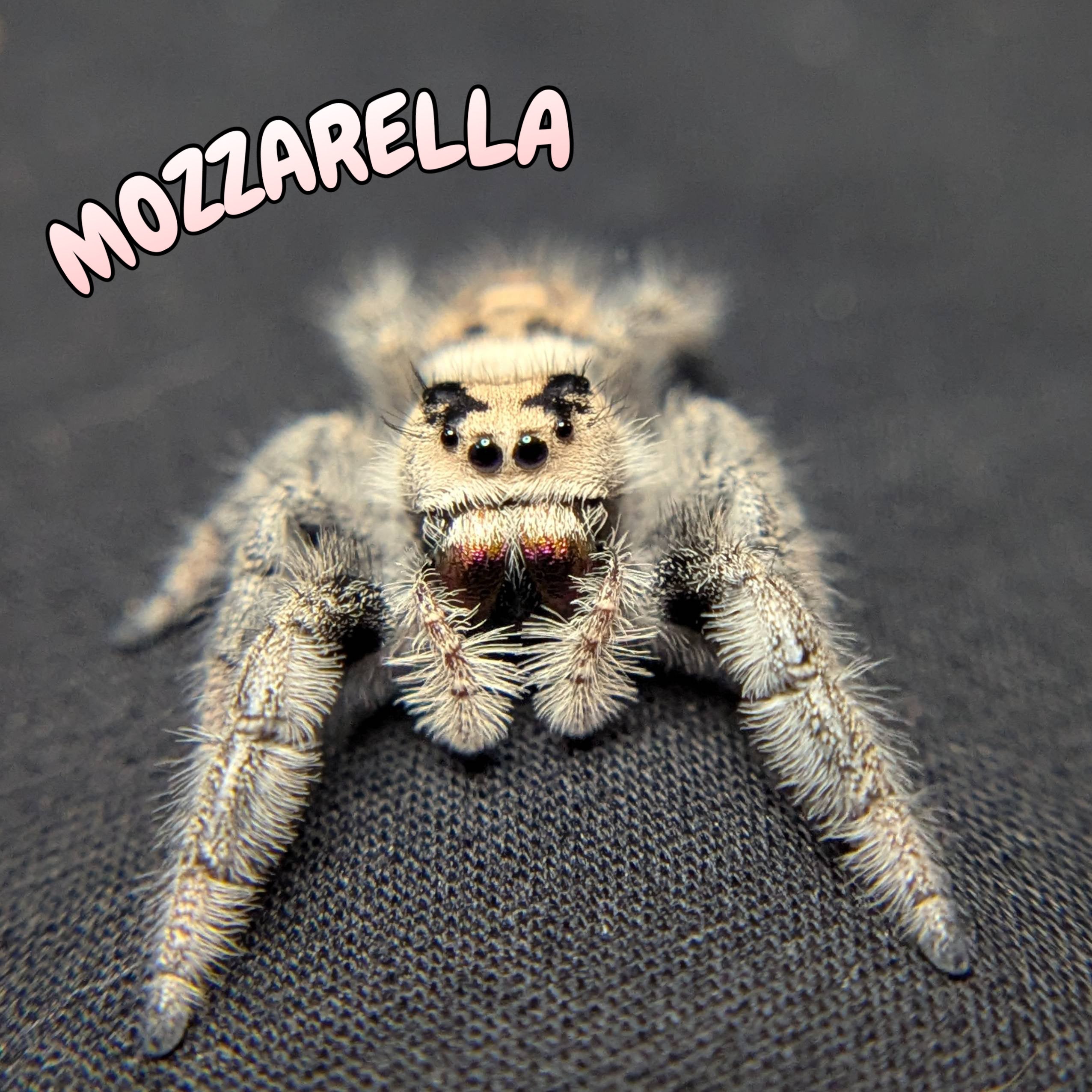Female Regal Jumping Spider Mozzarella