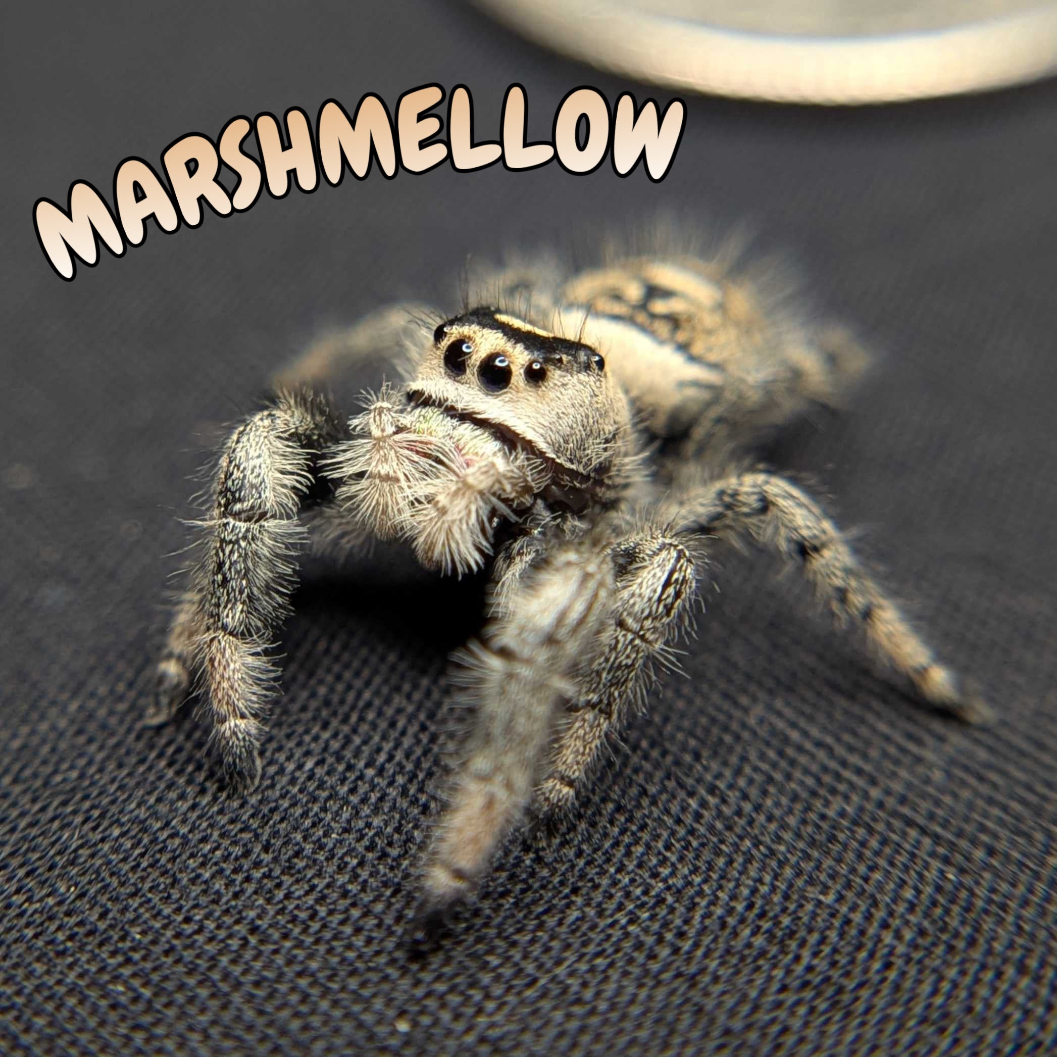 Female Regal Jumping Spider Marshmellow