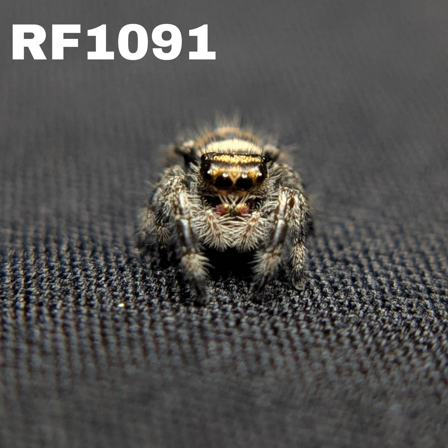 Regal Jumping Spider "Cinnasnug"