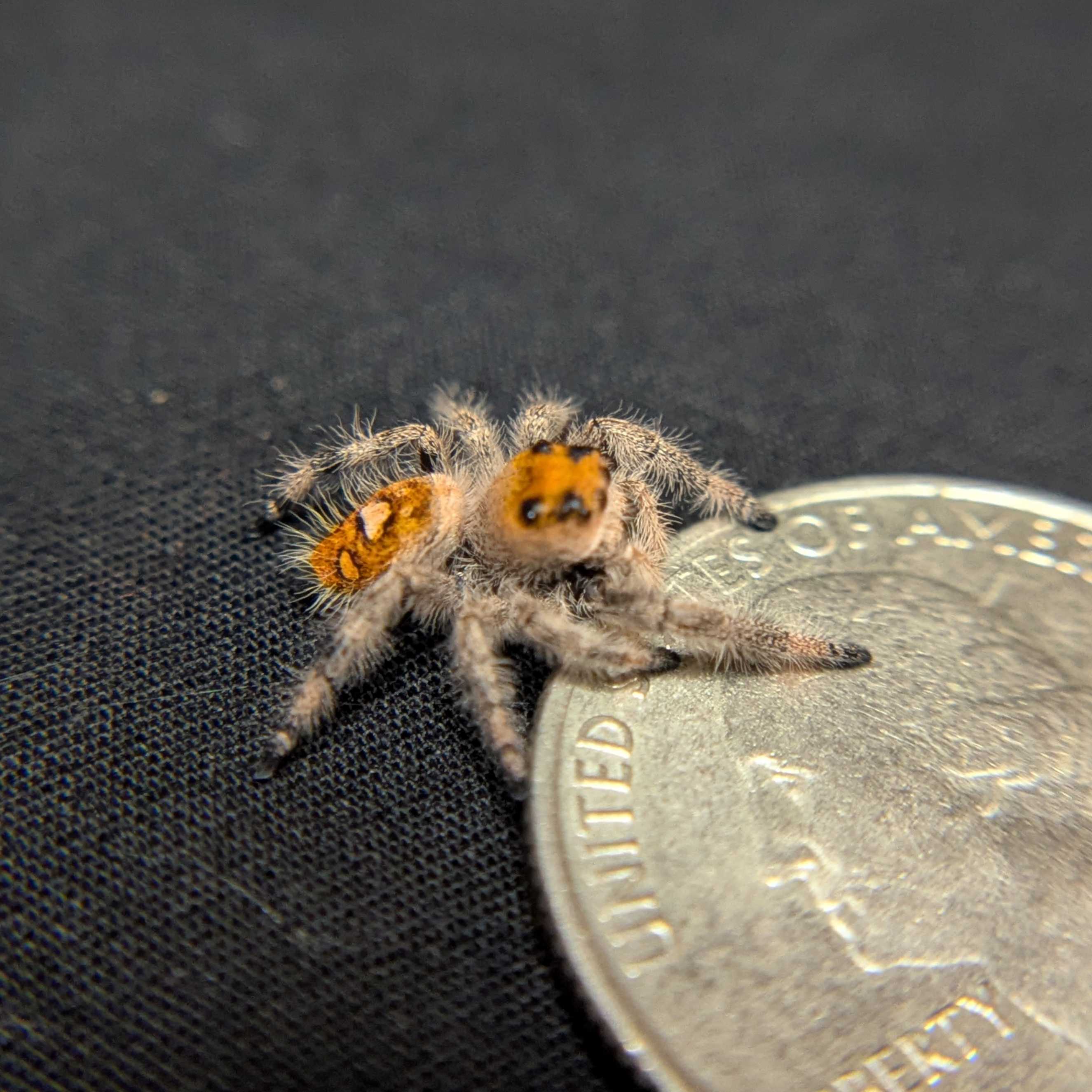 Regal Jumping Spider “Amberlyn”