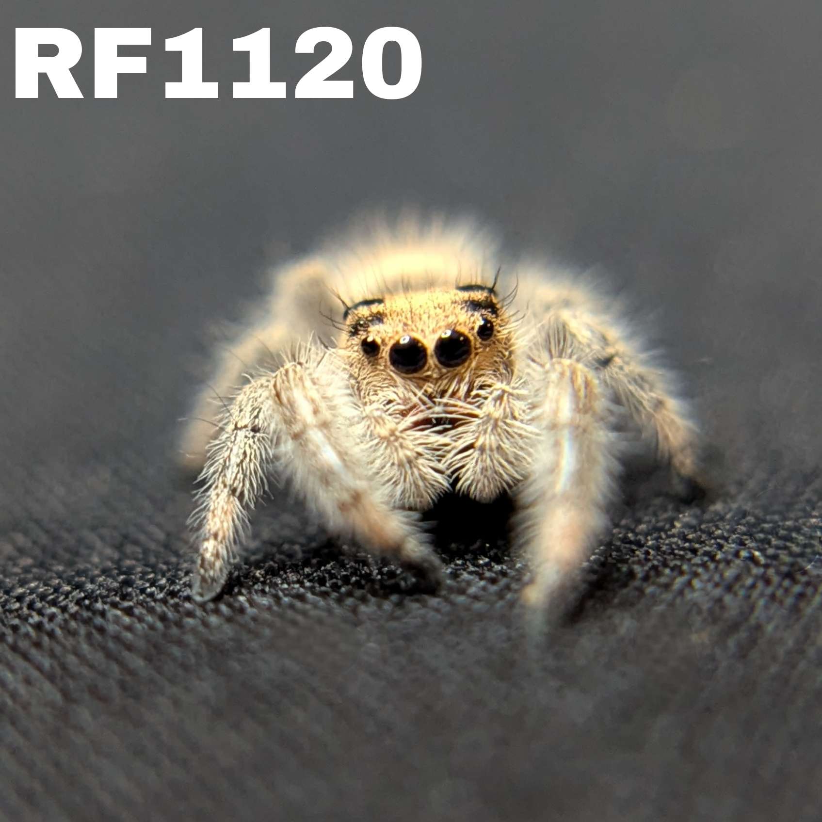 Regal Jumping Spider "Rosie"
