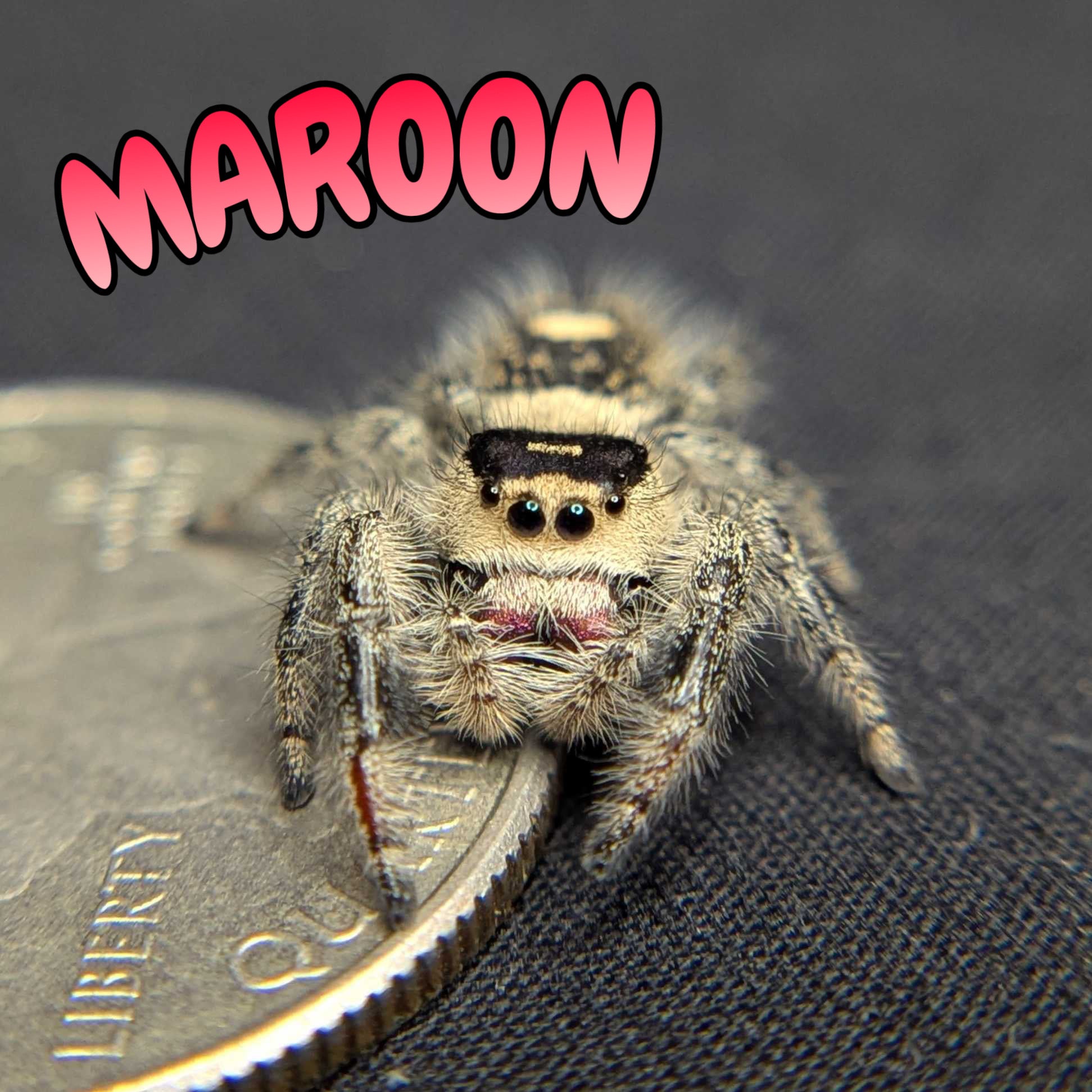 Regal Jumping Spider "Maroon"