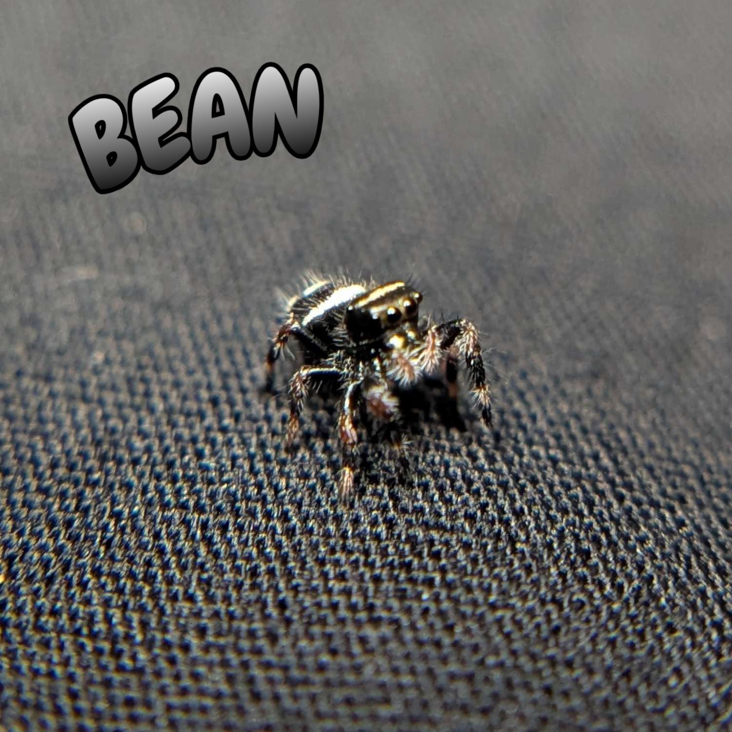 Regal Jumping Spider "Bean"