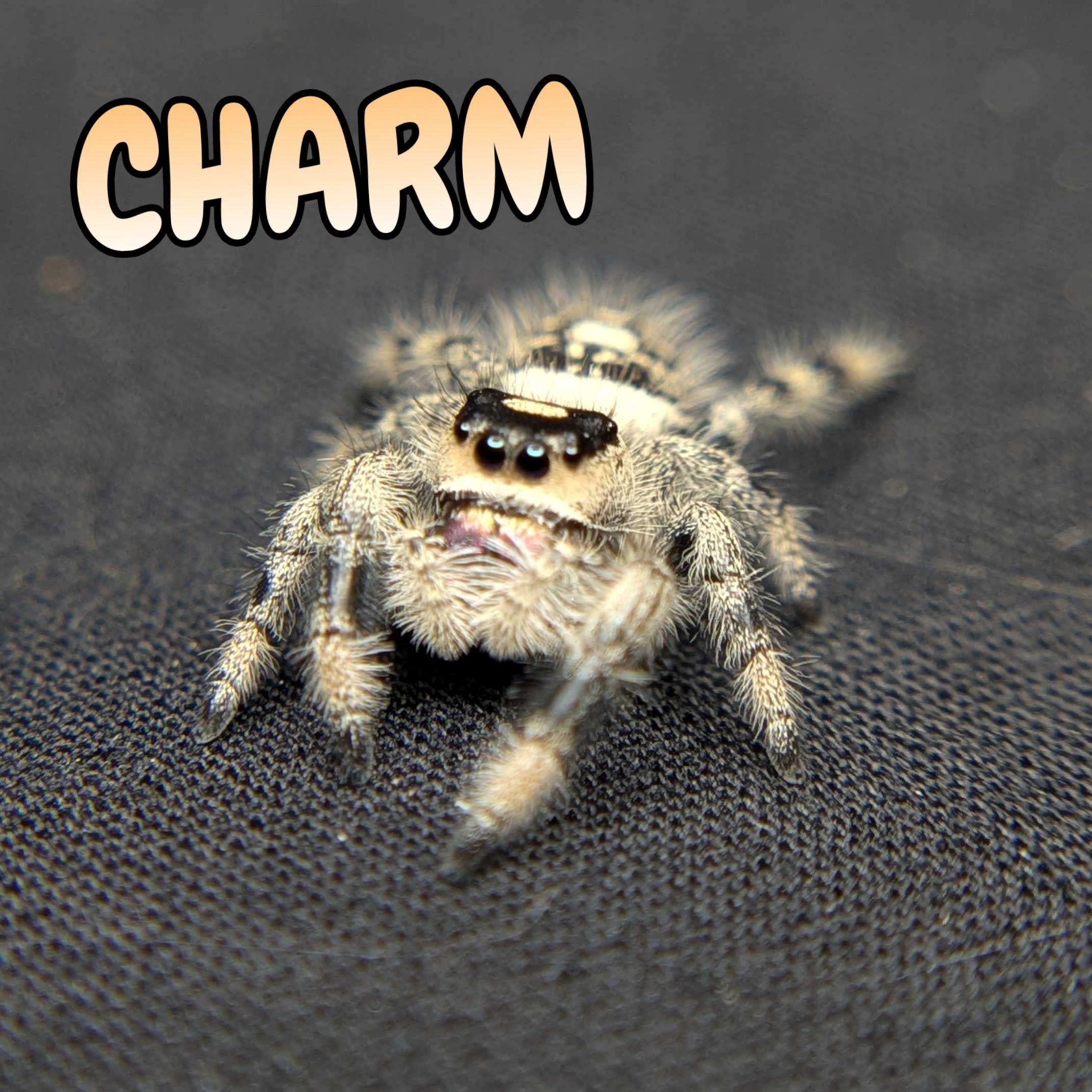 Regal Jumping Spider “Charm”