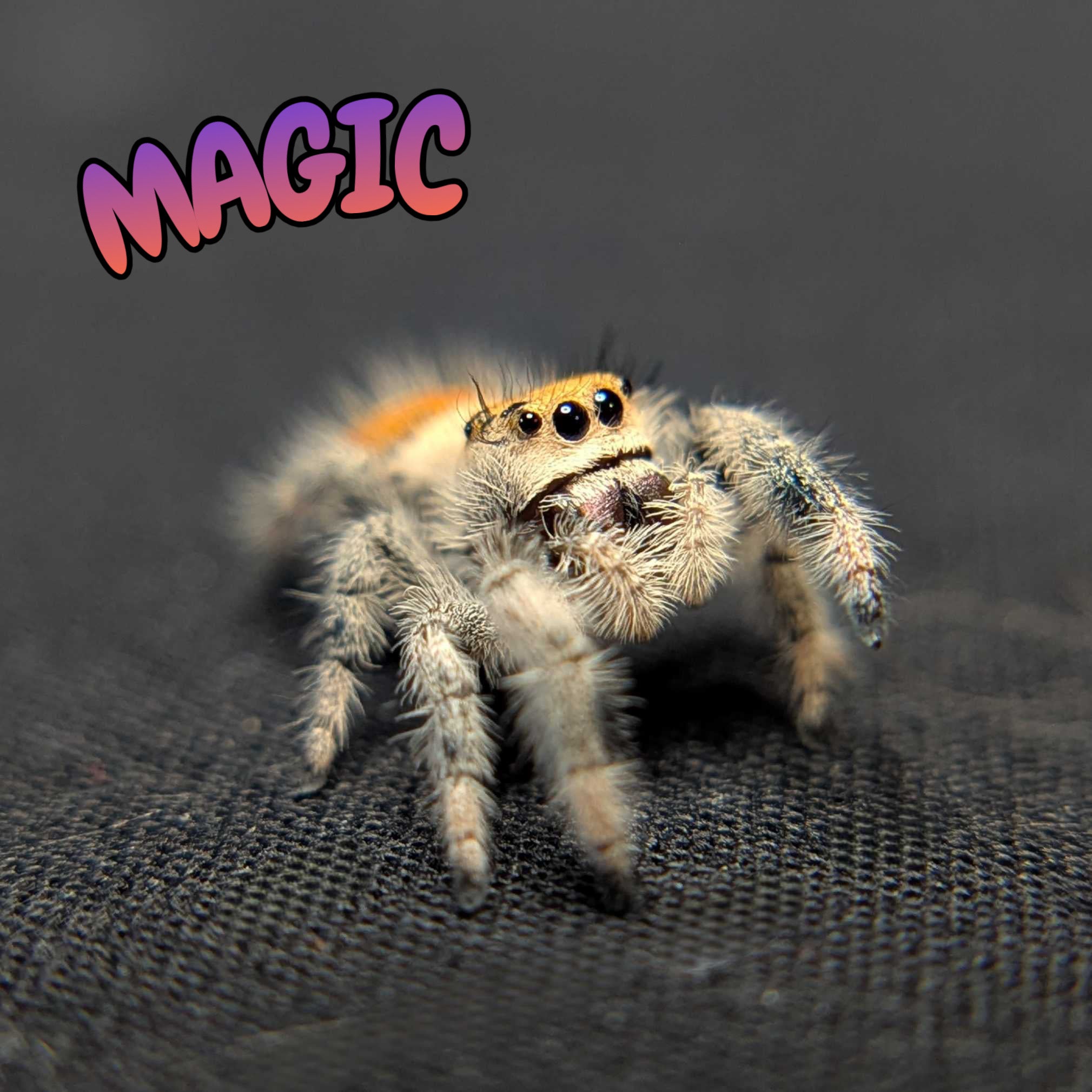 Regal Jumping Spider "Magic"