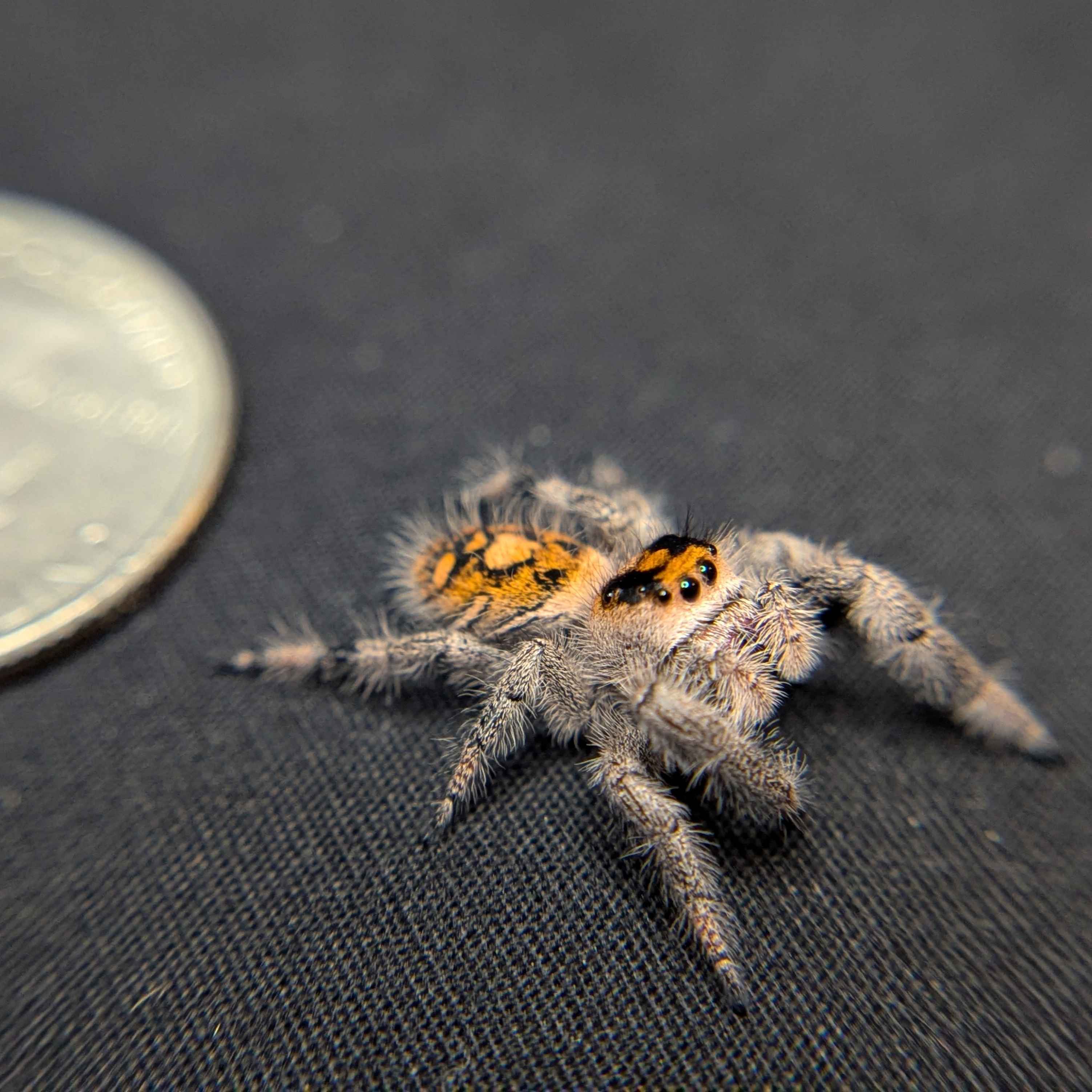 Regal Jumping Spider "Citrus Twist"