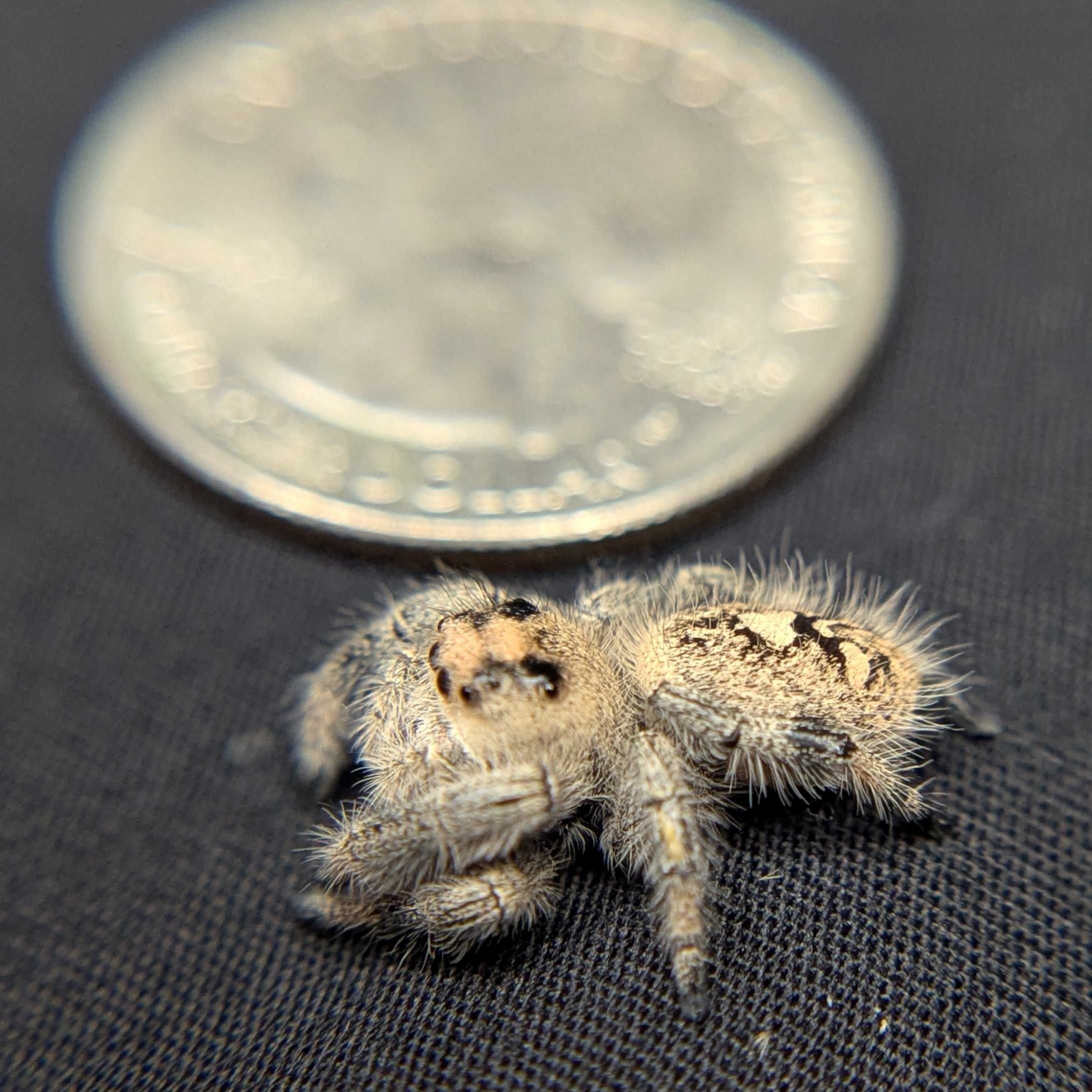 Regal Jumping Spider "Mystique"