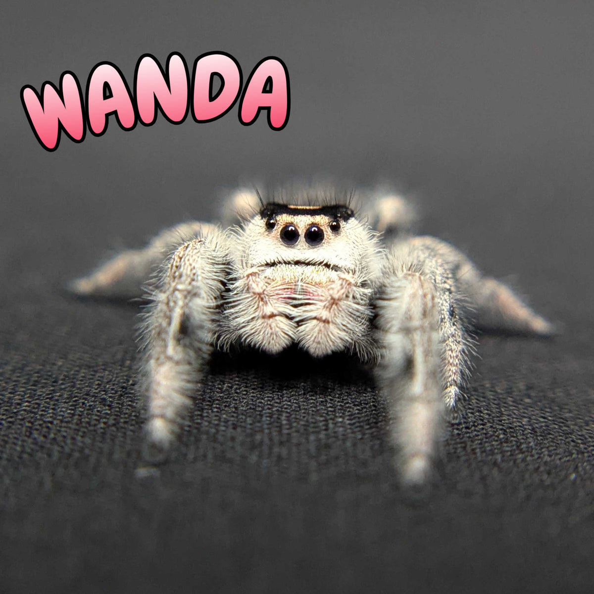 Regal Jumping Spider “Wanda”
