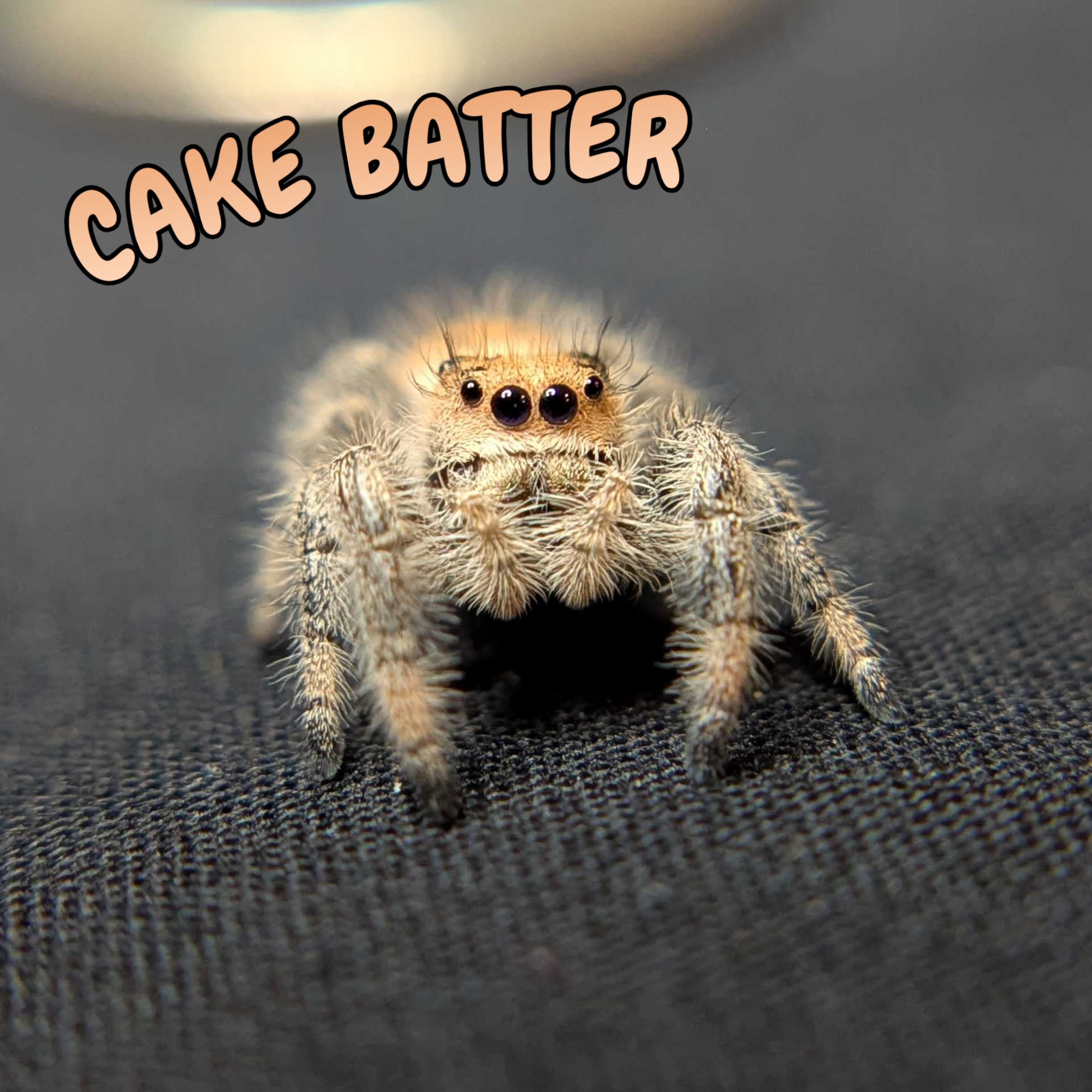 Regal Jumping Spider “Cake Batter”