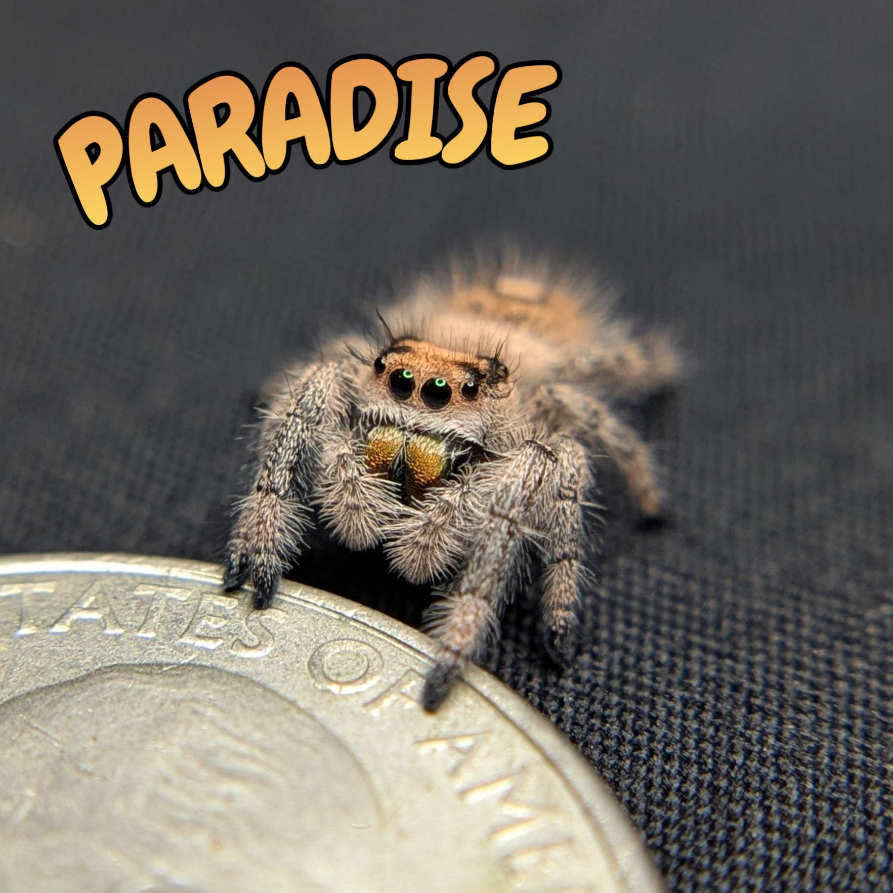 Regal Jumping Spider "Paradise"