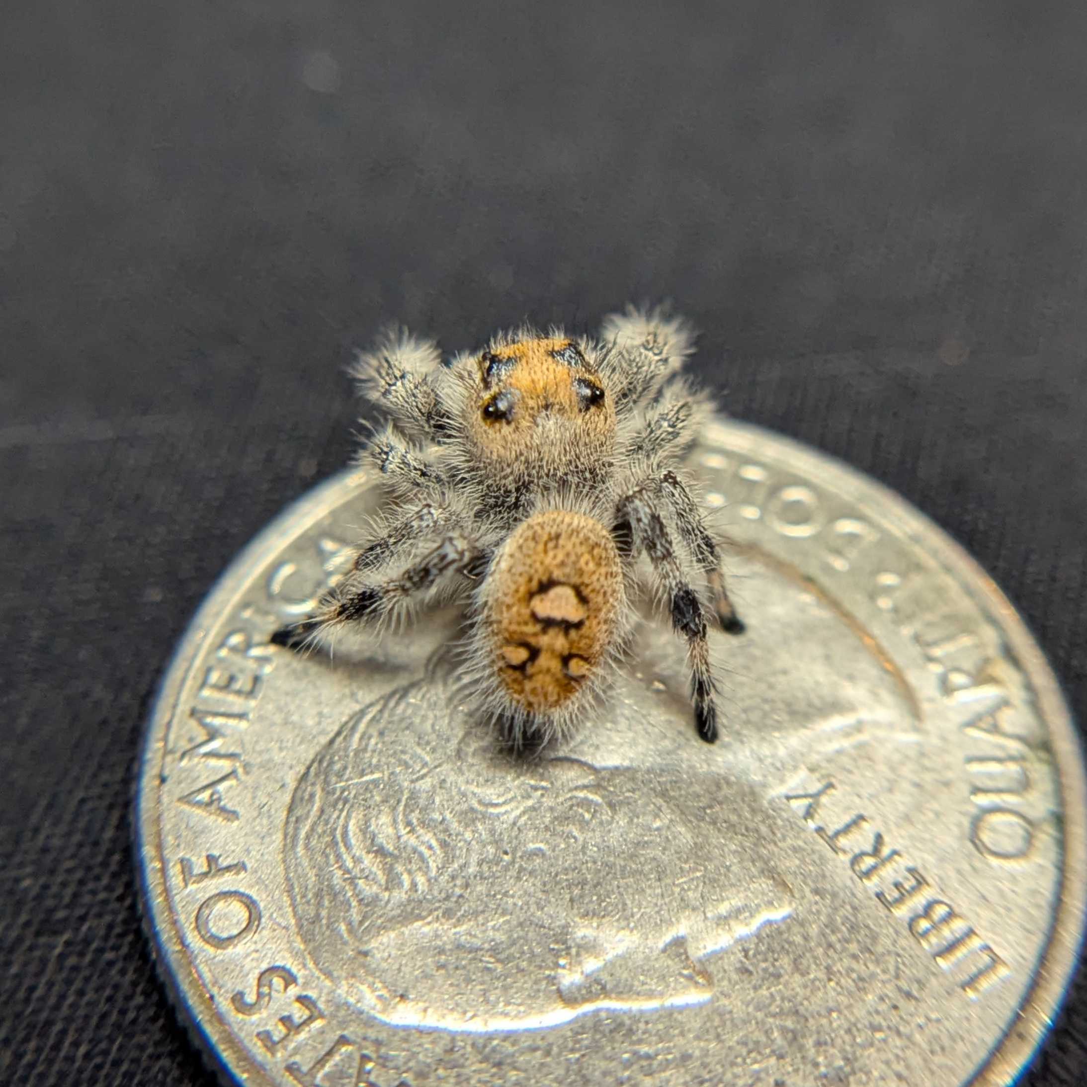 Regal Jumping Spider "Moody"