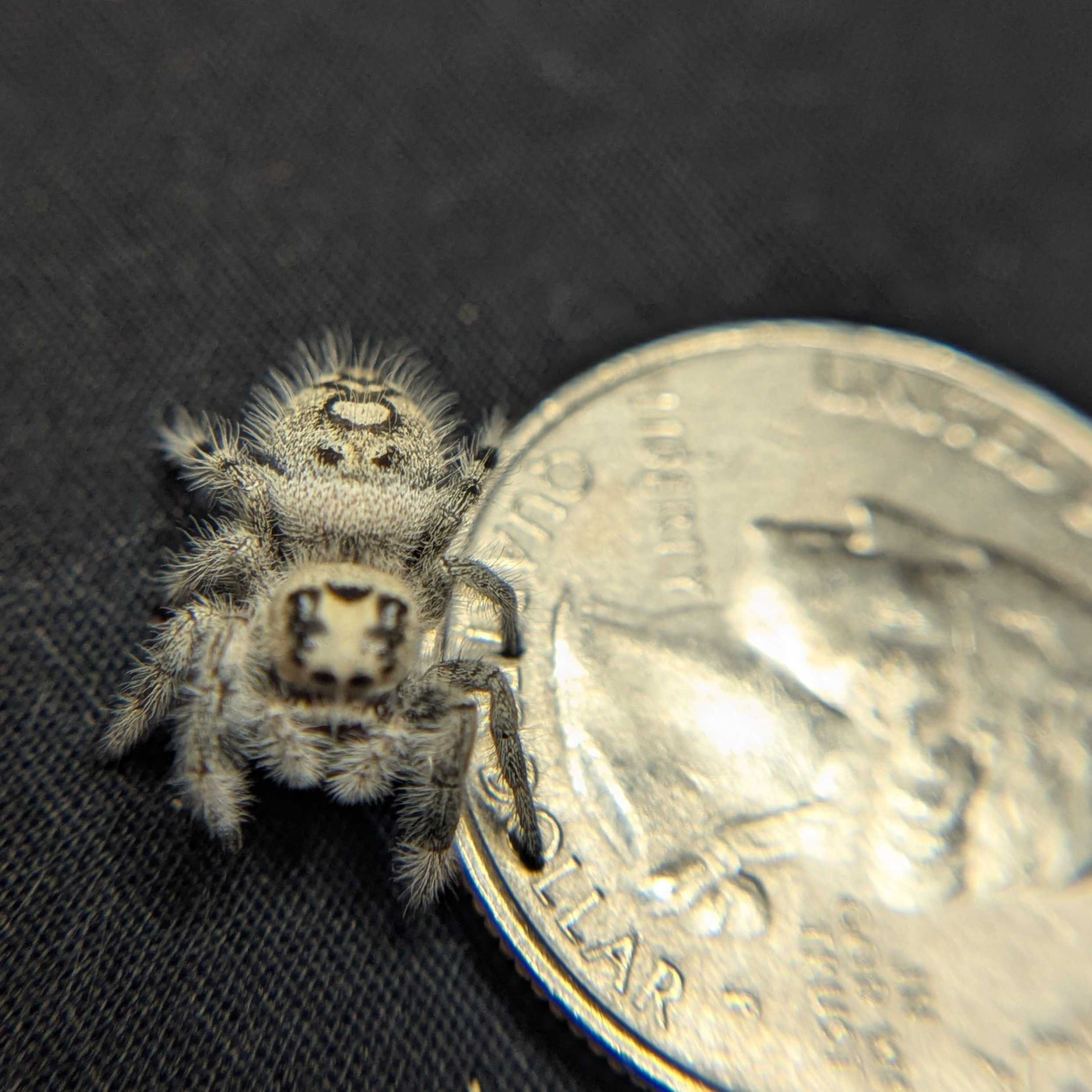 Regal Jumping Spider "North"