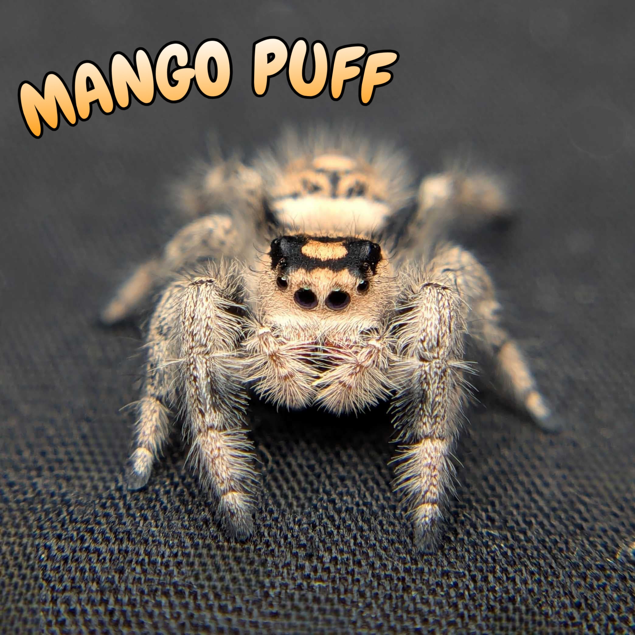 Regal Jumping Spider "Mango Puff"