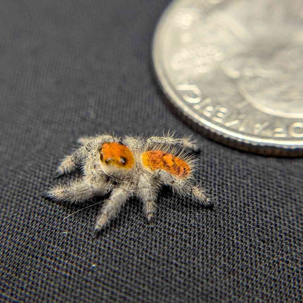 Regal Jumping Spider "Rose"