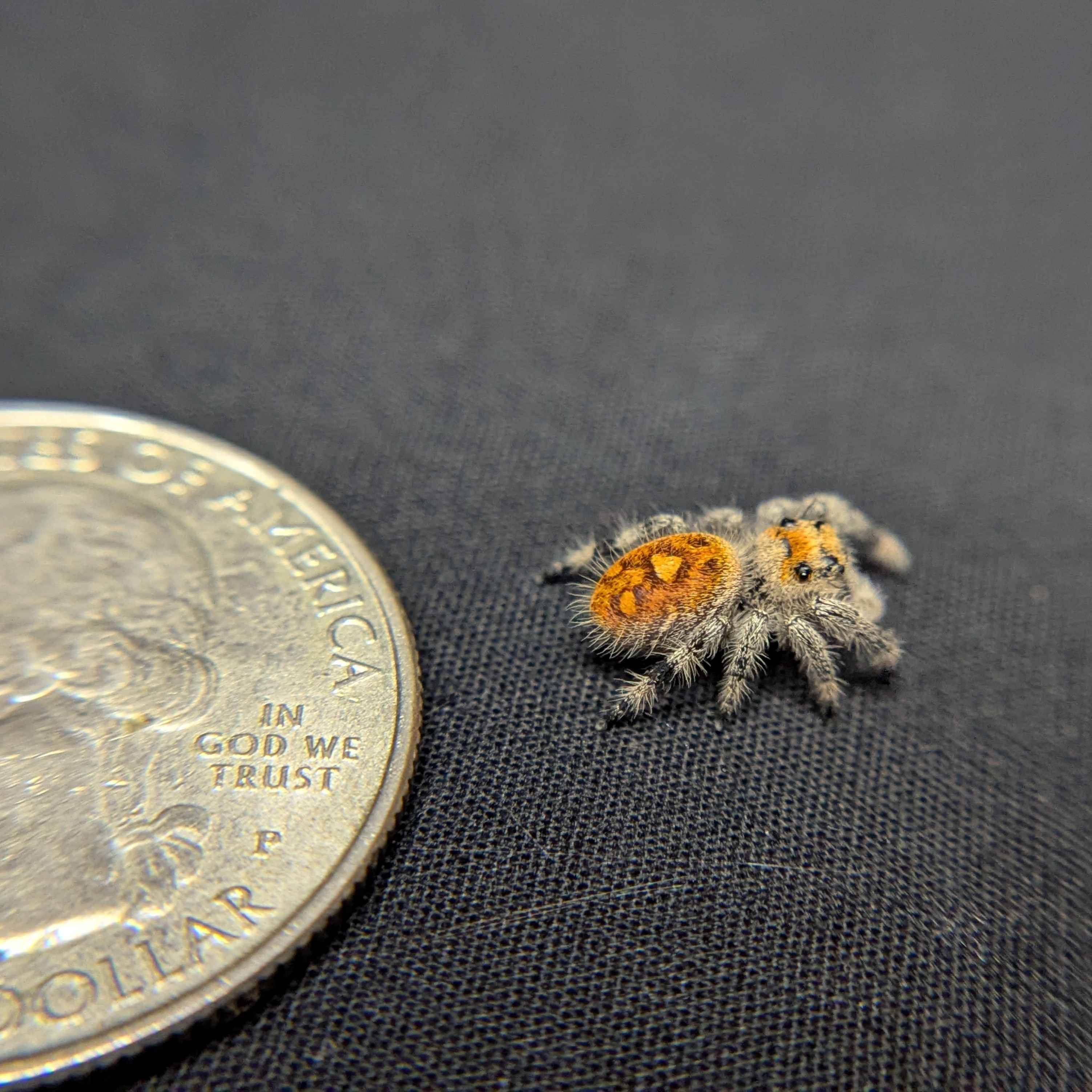Regal Jumping Spider "Firecracker"