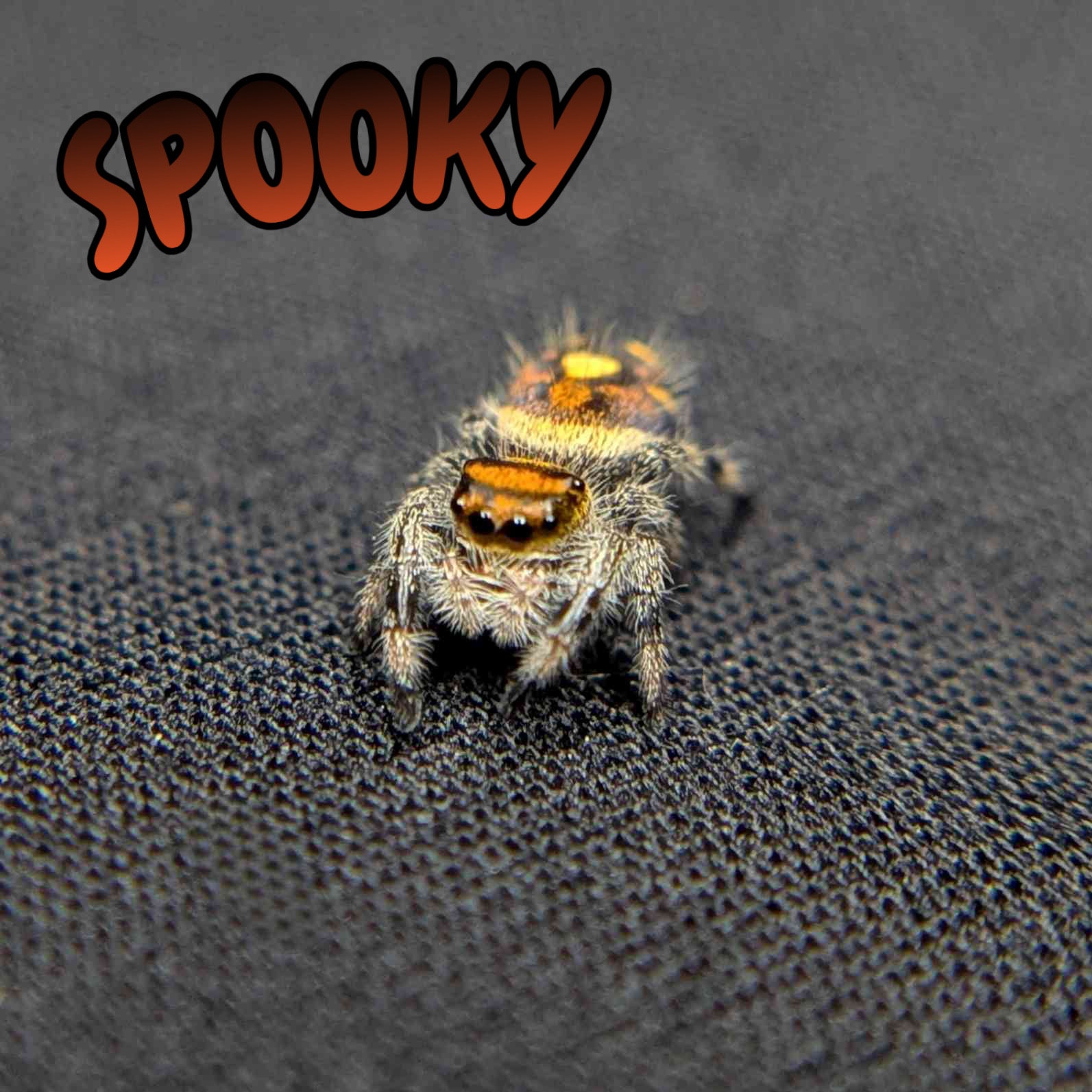 Regal Jumping Spider "Spooky"