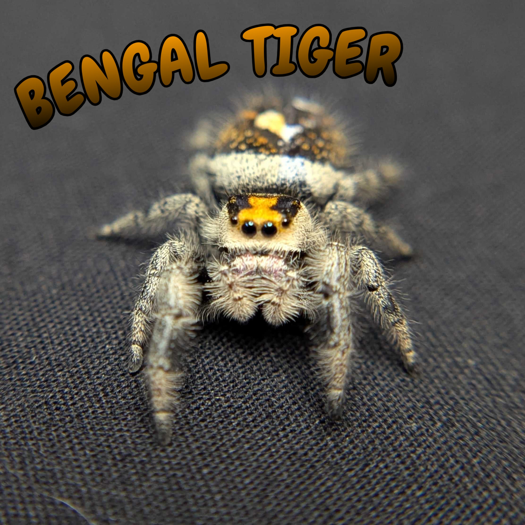 Regal Jumping Spider "Bengal Tiger"