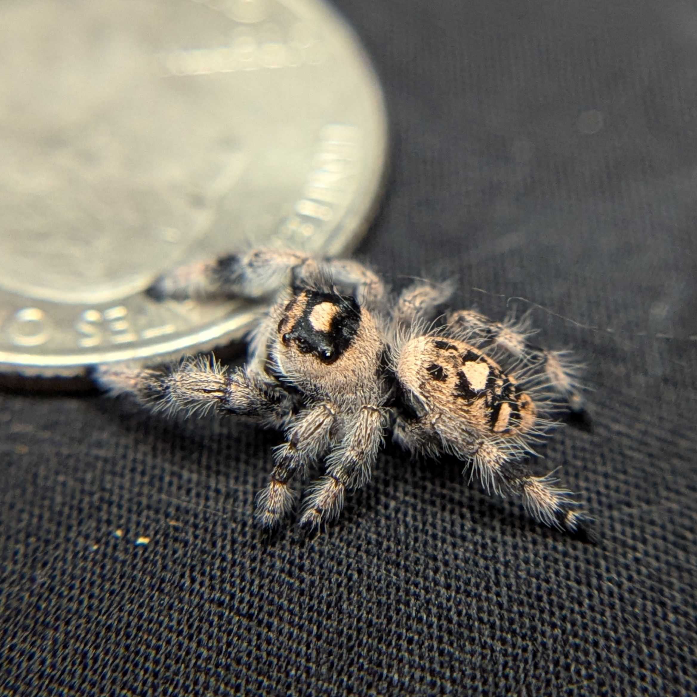 Regal Jumping Spider "Flower"