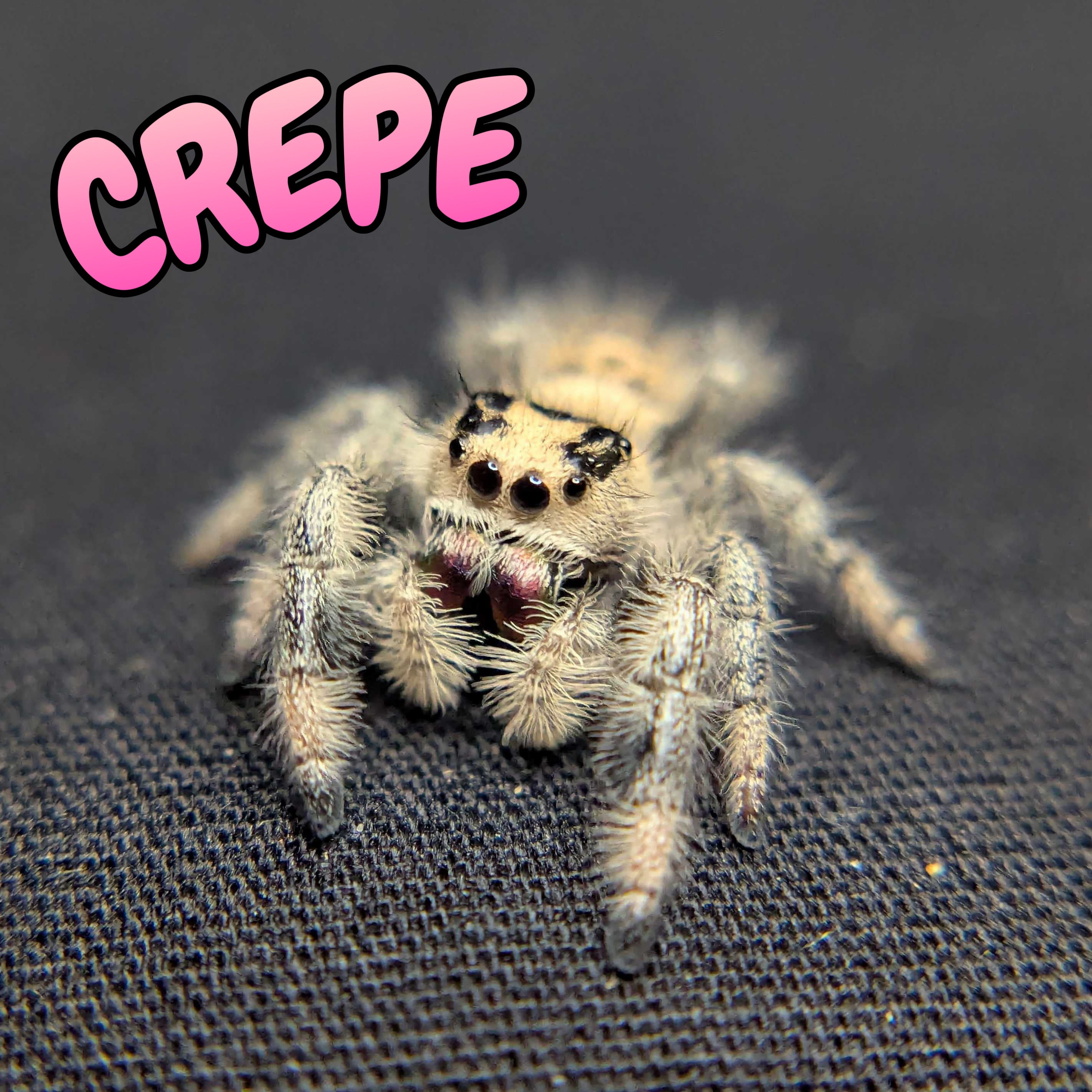 Regal Jumping Spider "Crepe"