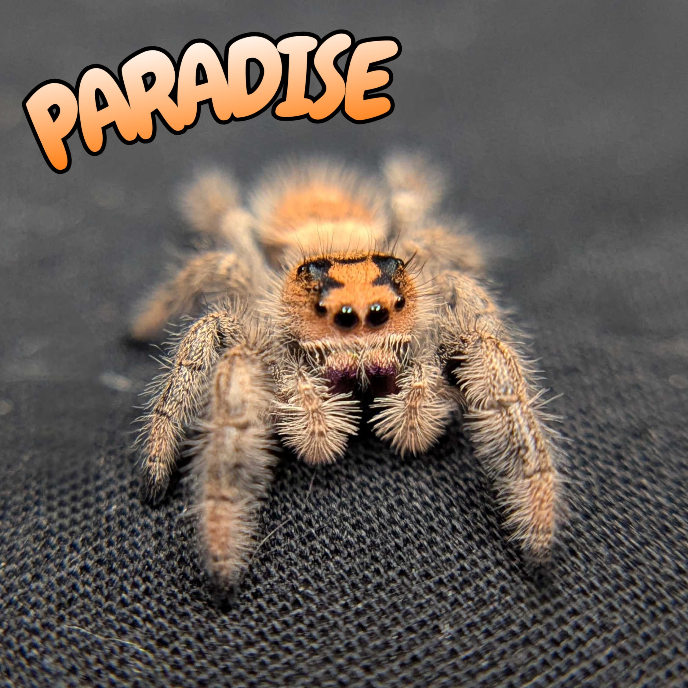 Regal Jumping Spider "Paradise"