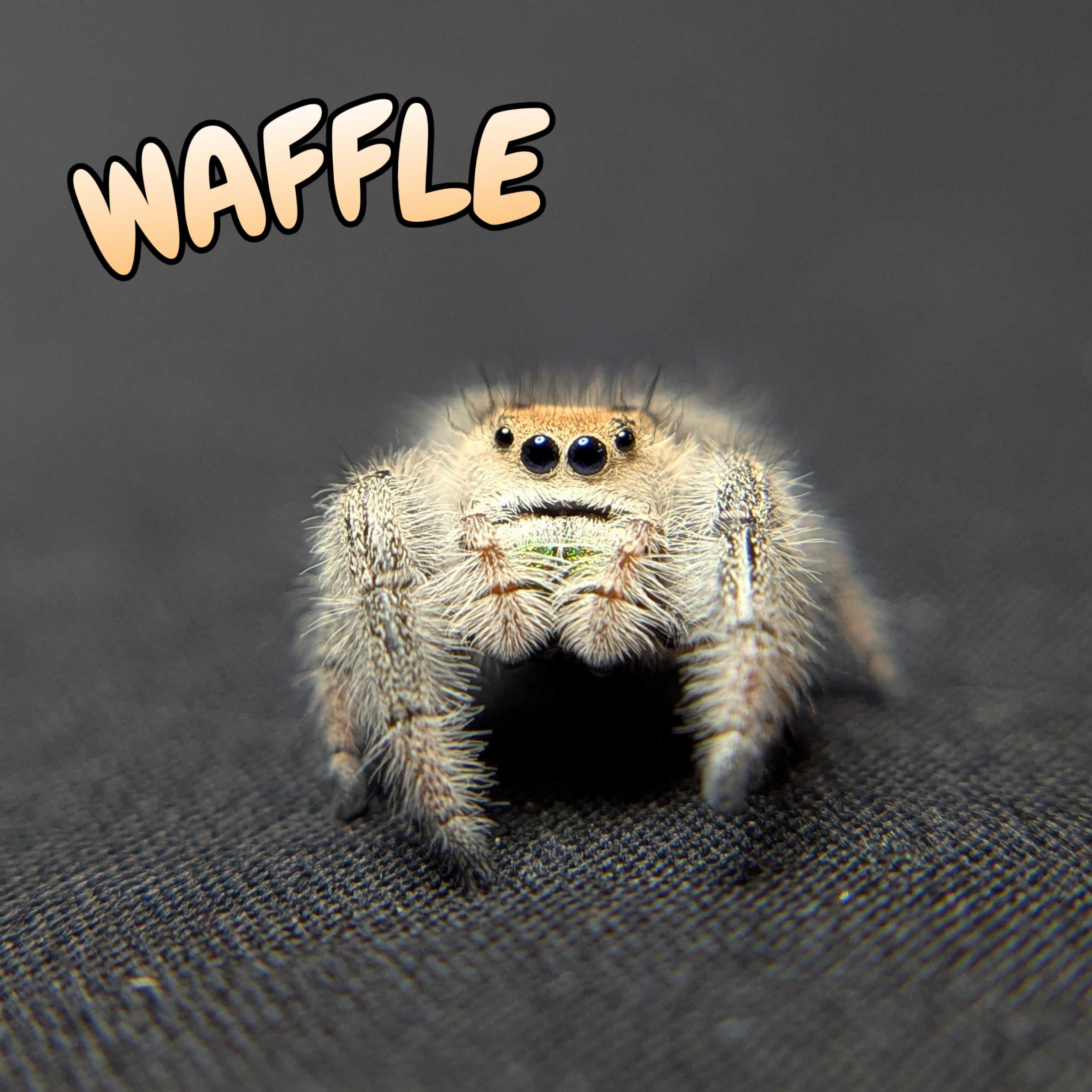 Regal Jumping Spider "Waffle"