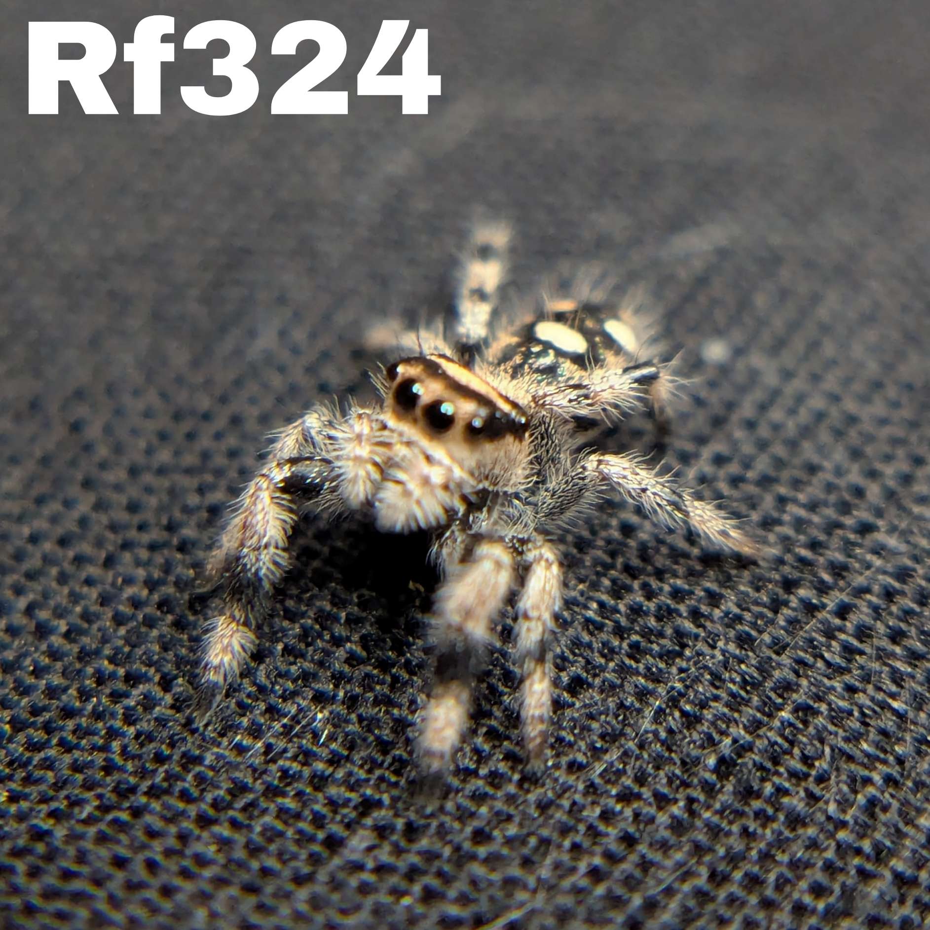 Regal Jumping Spider "Bean"