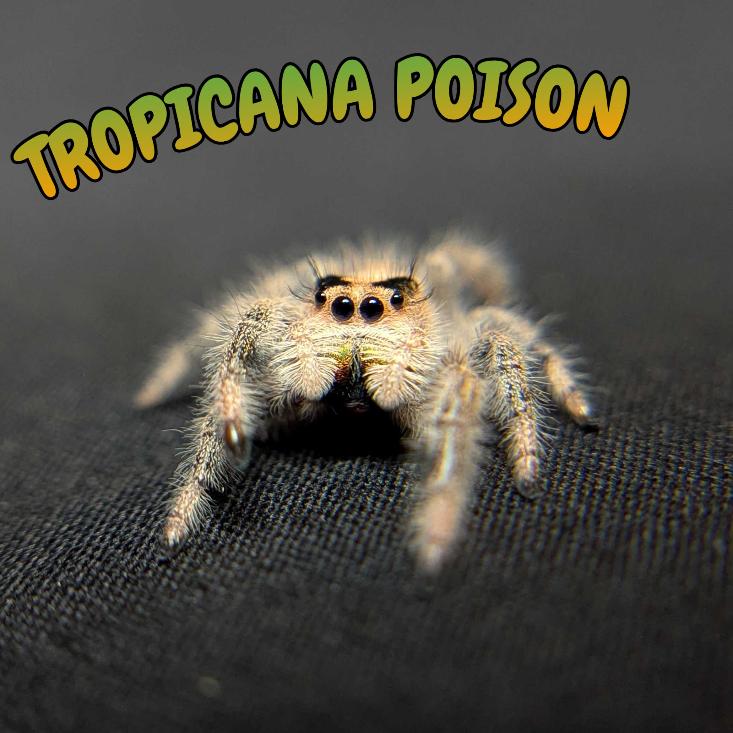 Regal Jumping Spider “Tropicana Poison”