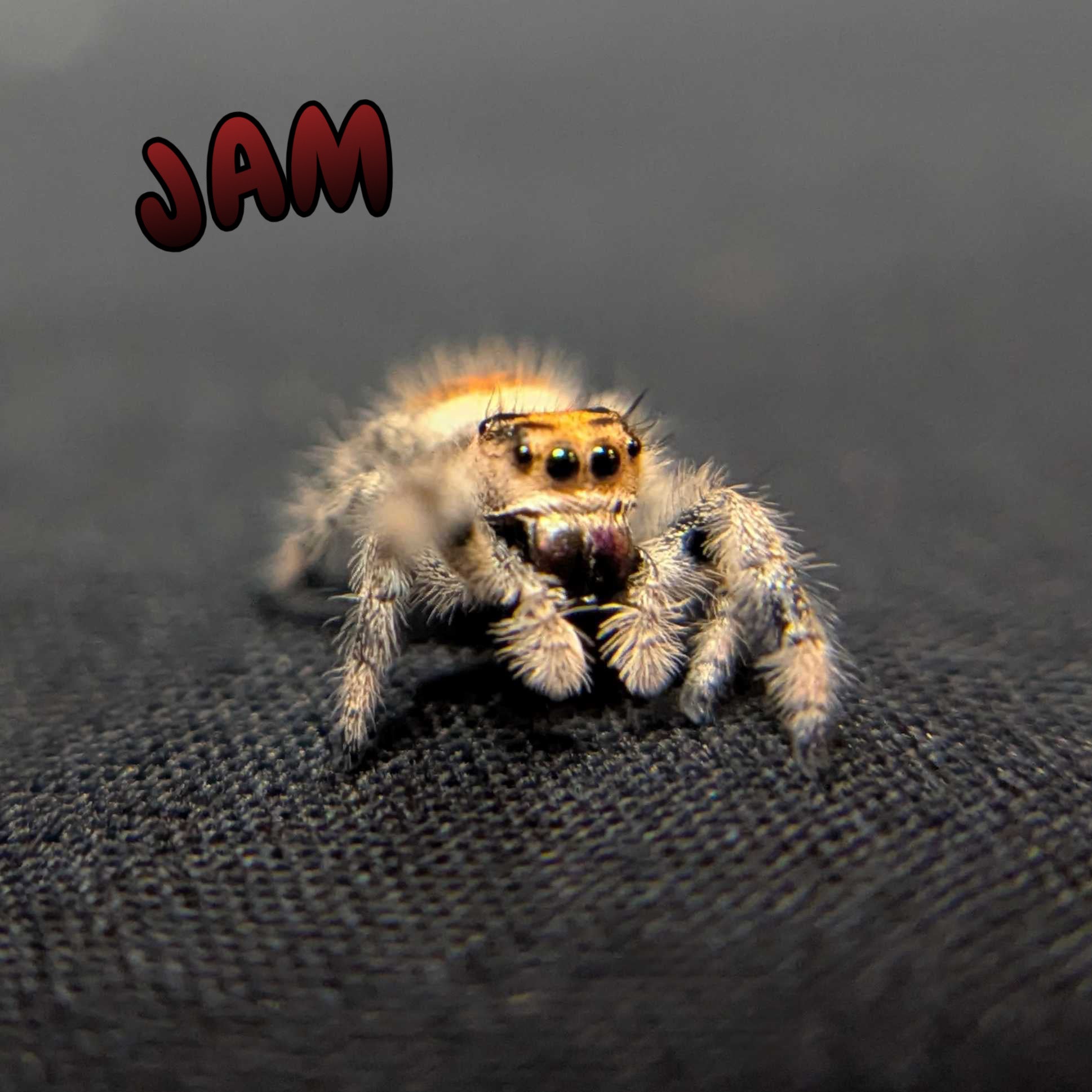 Regal Jumping Spider "Jam"