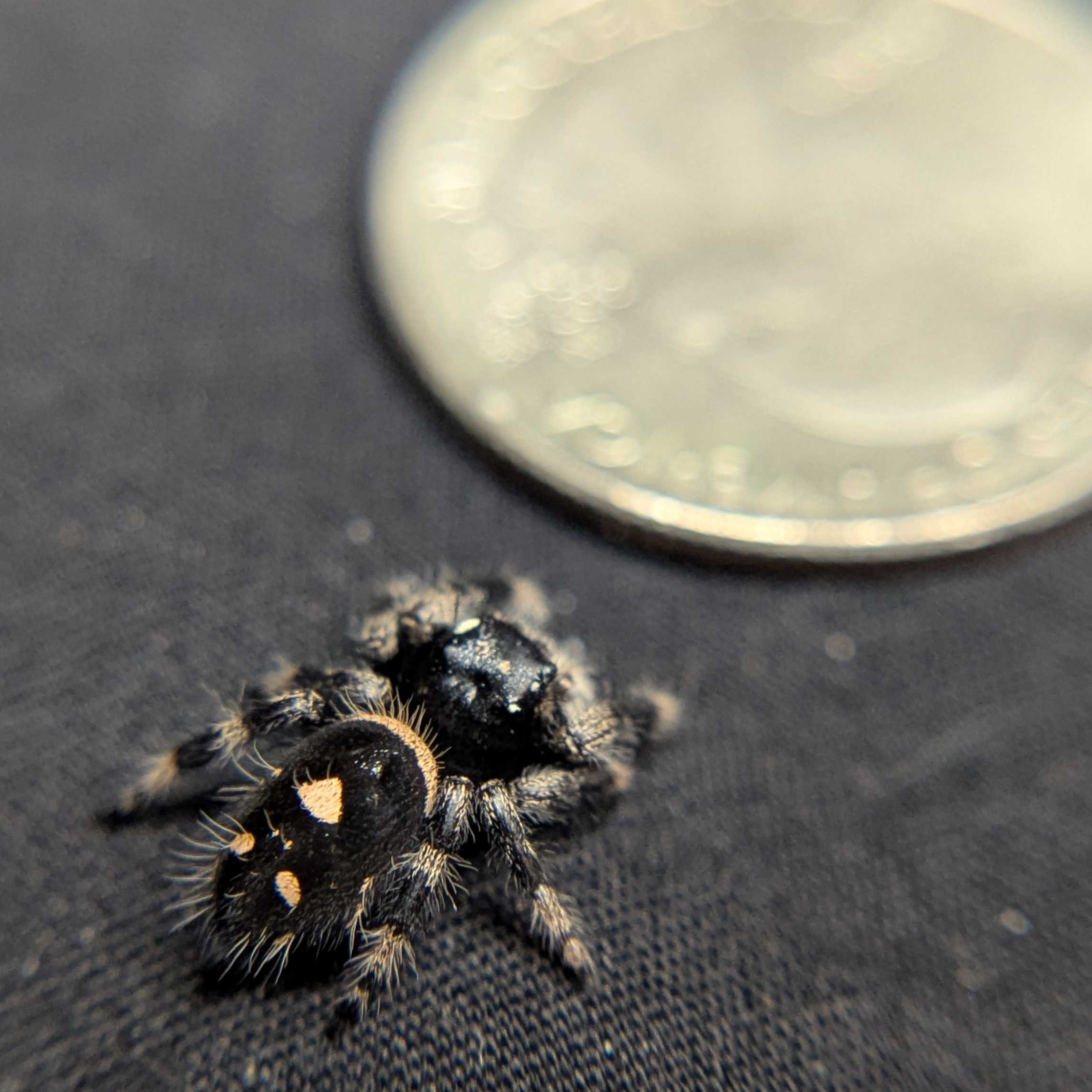 Regal Jumping Spider "Disco"