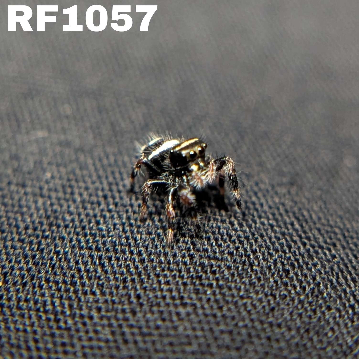 Regal Jumping Spider "Bean"