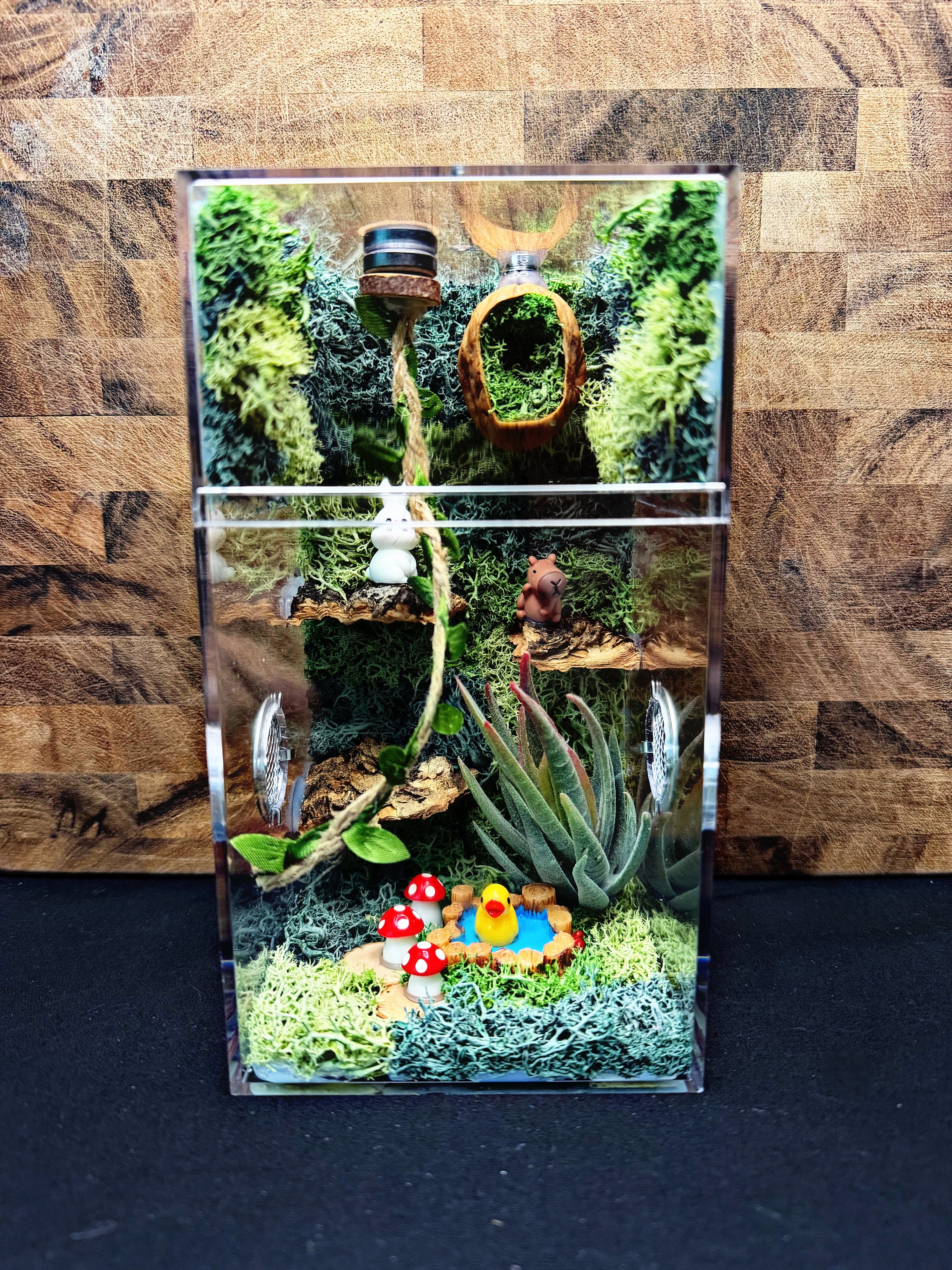 Custom Jumping Spider Enclosure