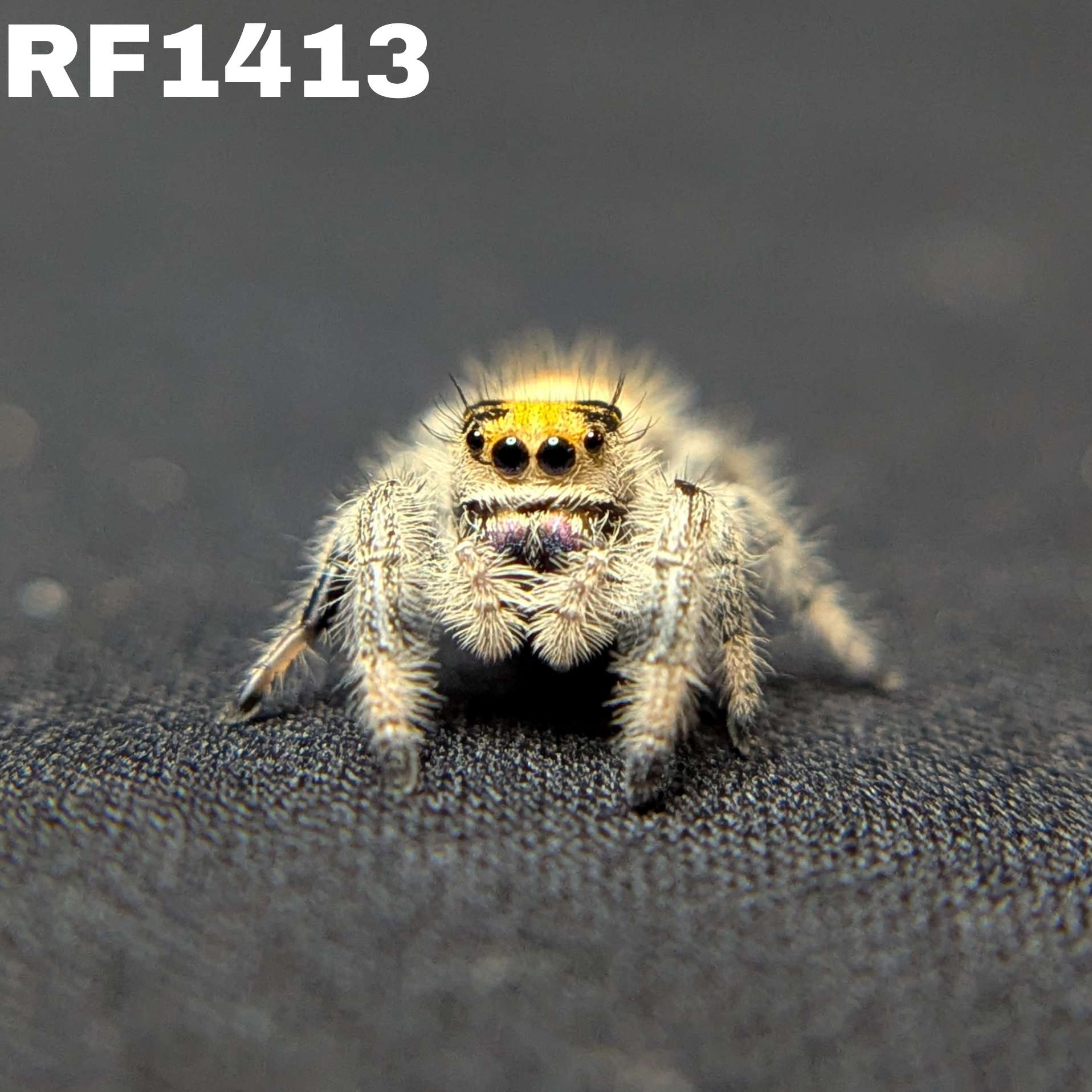 Regal Jumping Spider "Bengal"