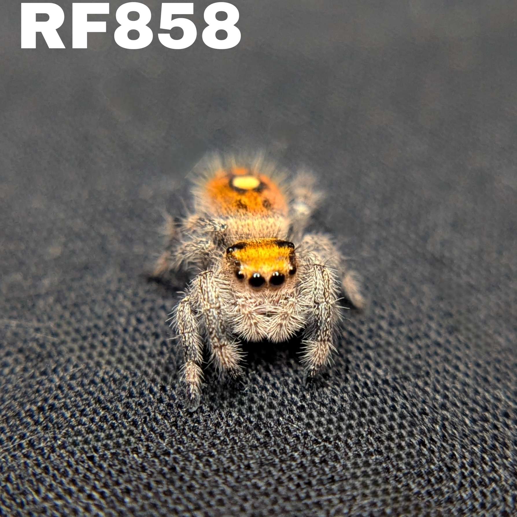 Regal Jumping Spider “Pyra”