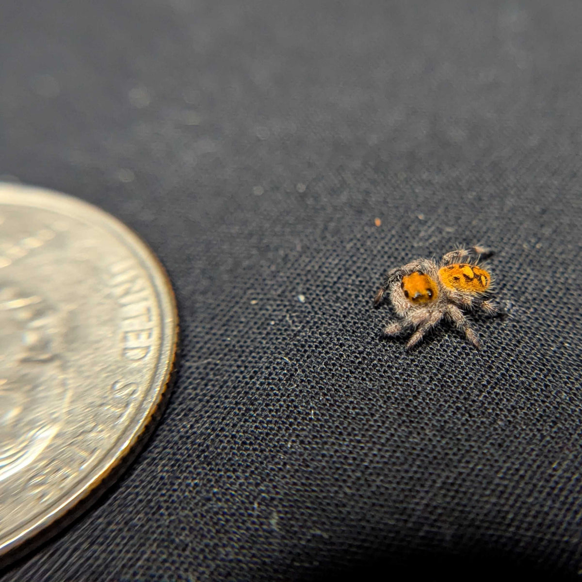 Regal Jumping Spider "Heat"