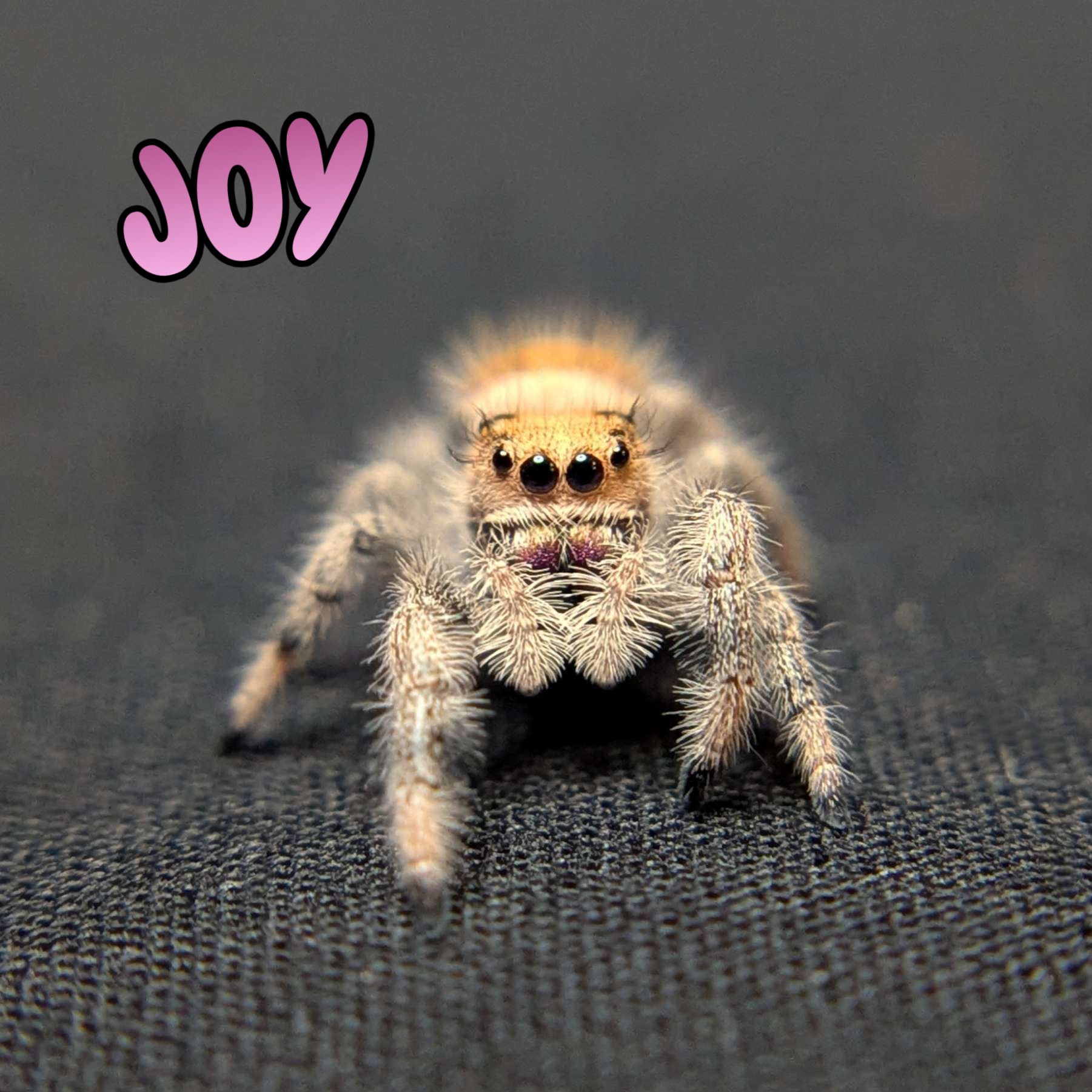 Regal Jumping Spider "Joy"