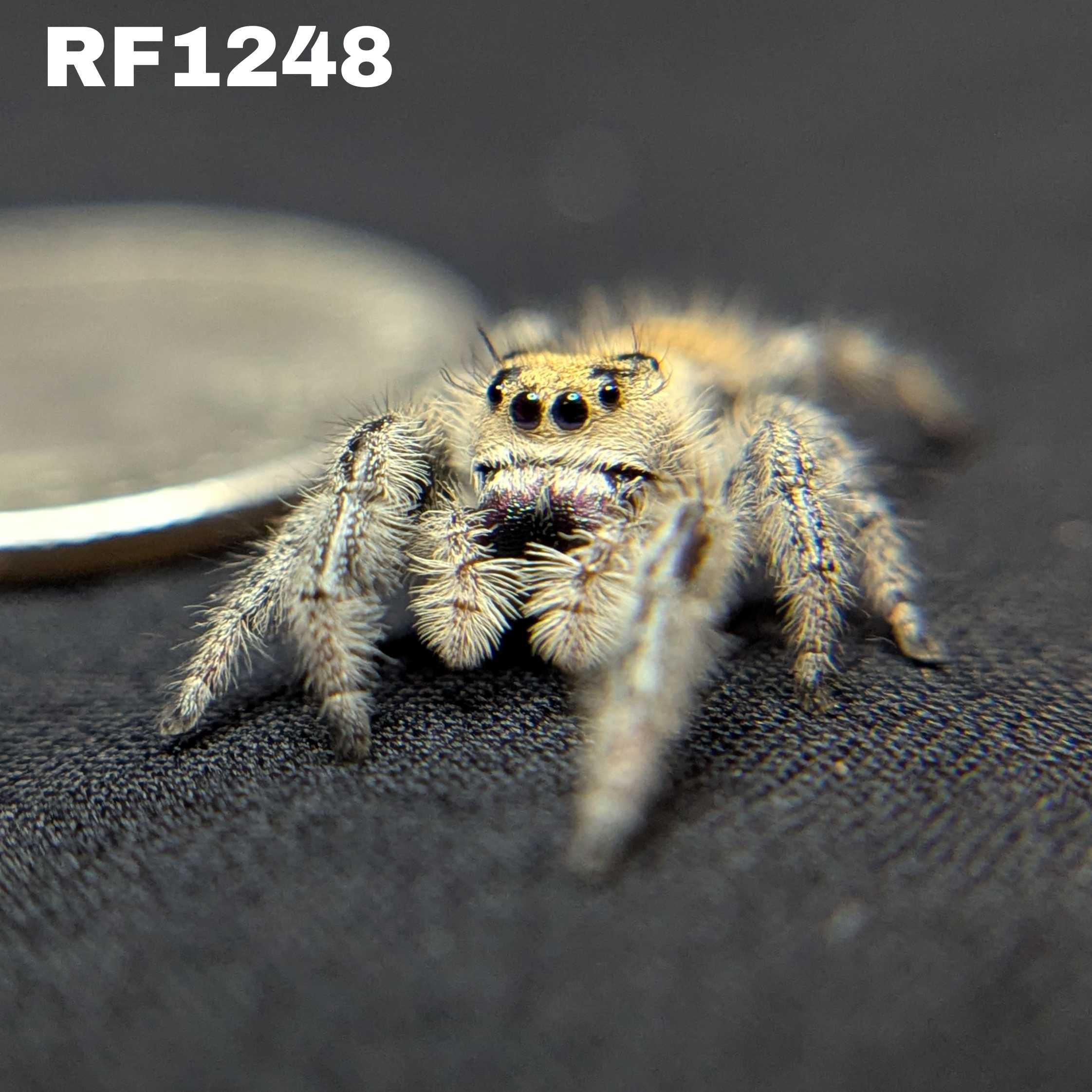 Regal Jumping Spider "Royal"