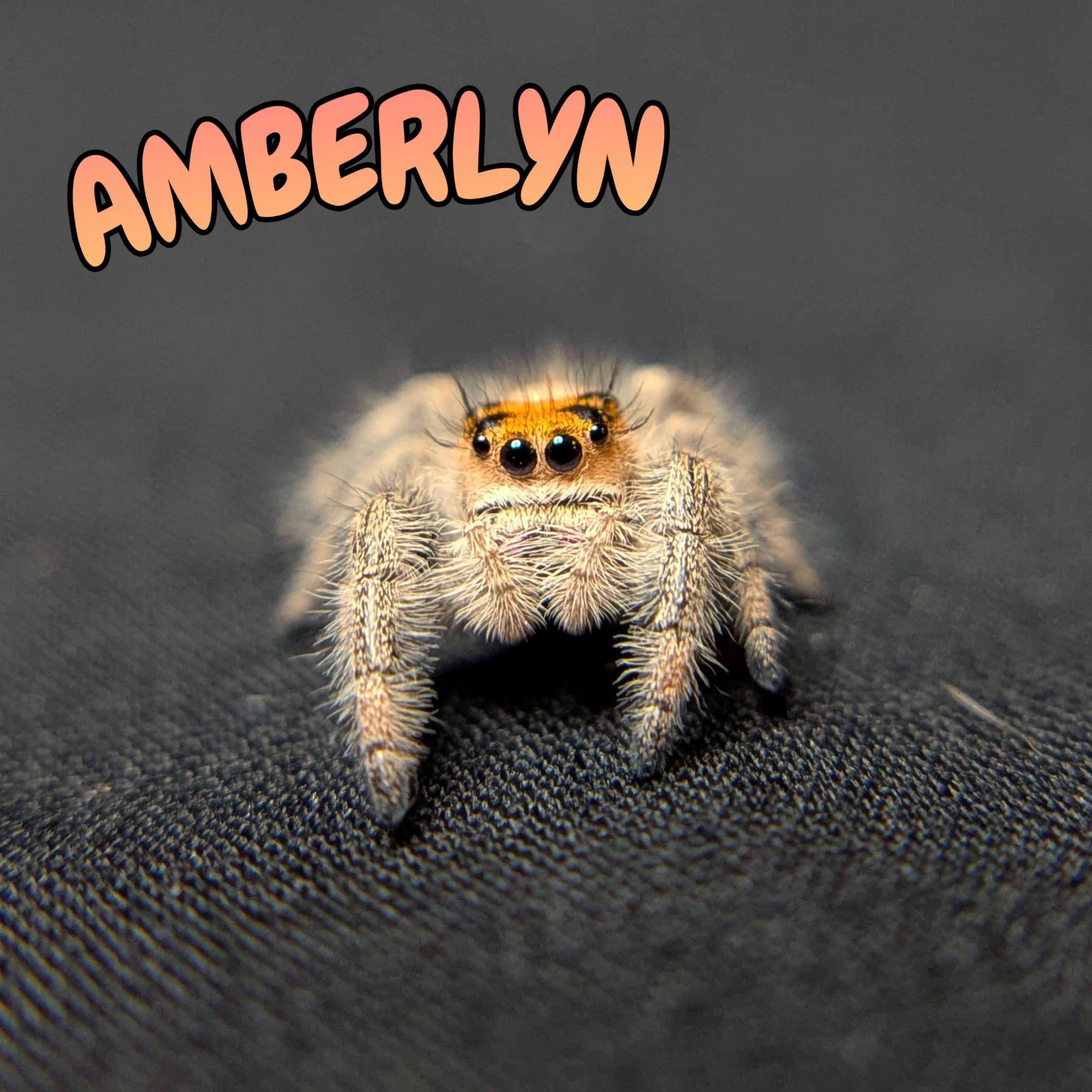 Regal Jumping Spider “Amberlyn”