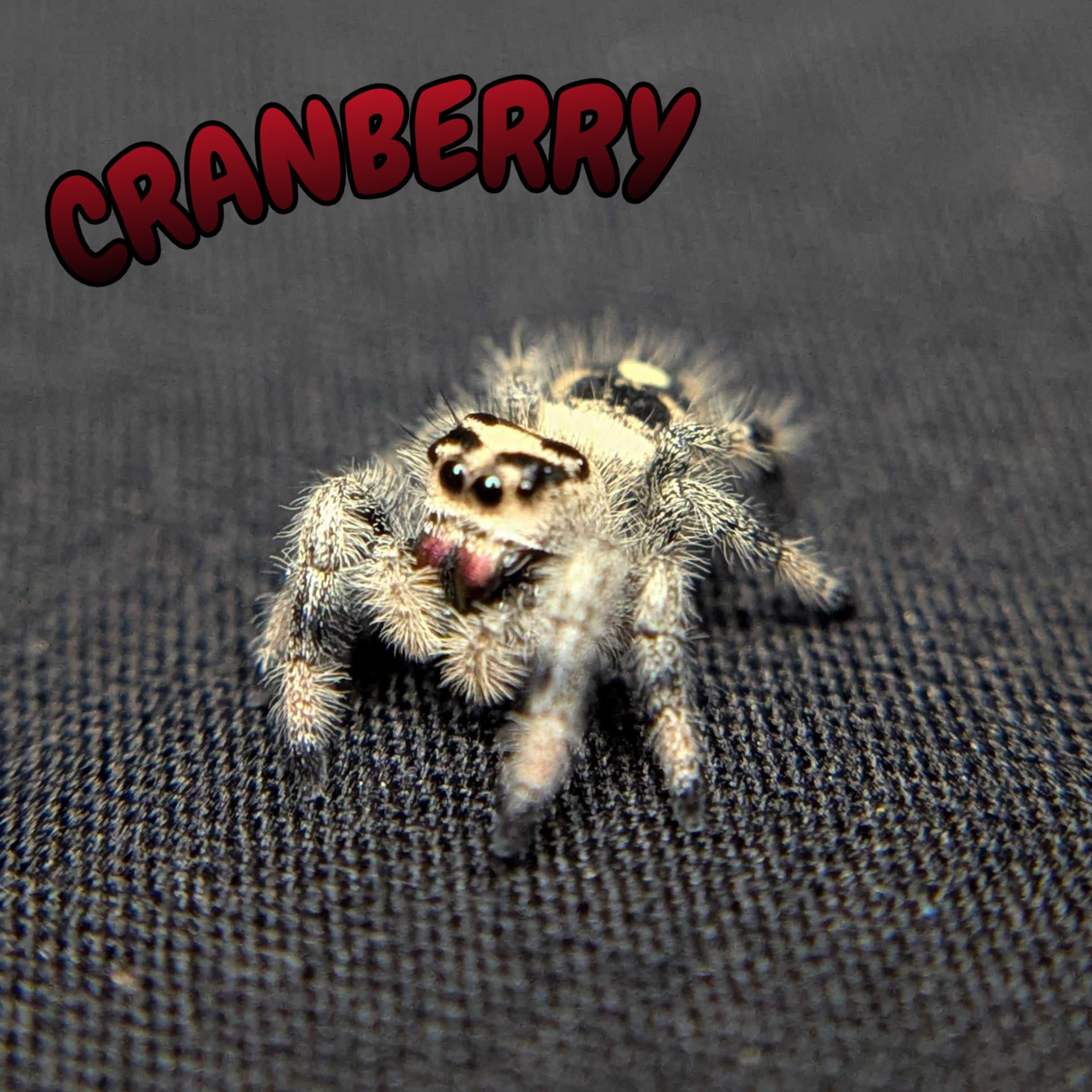 Regal Jumping Spider "Cranberry"