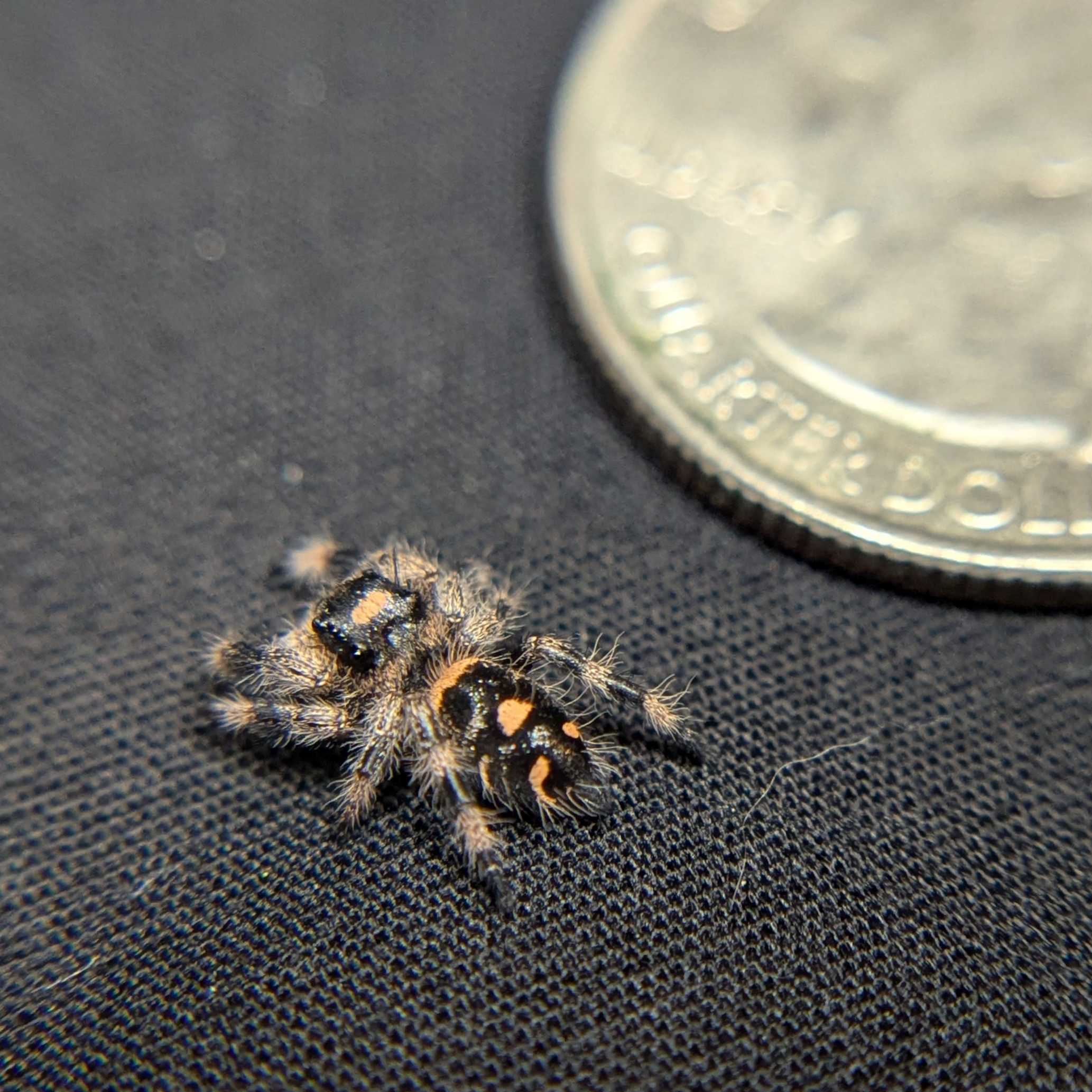 Regal Jumping Spider “Bonfire”