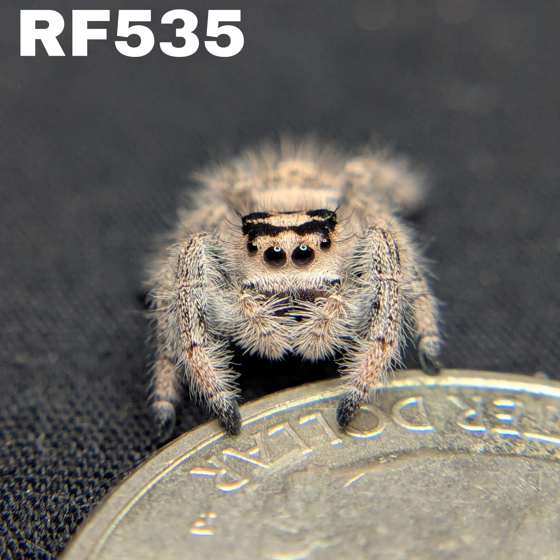Regal Jumping Spider "Sugar"