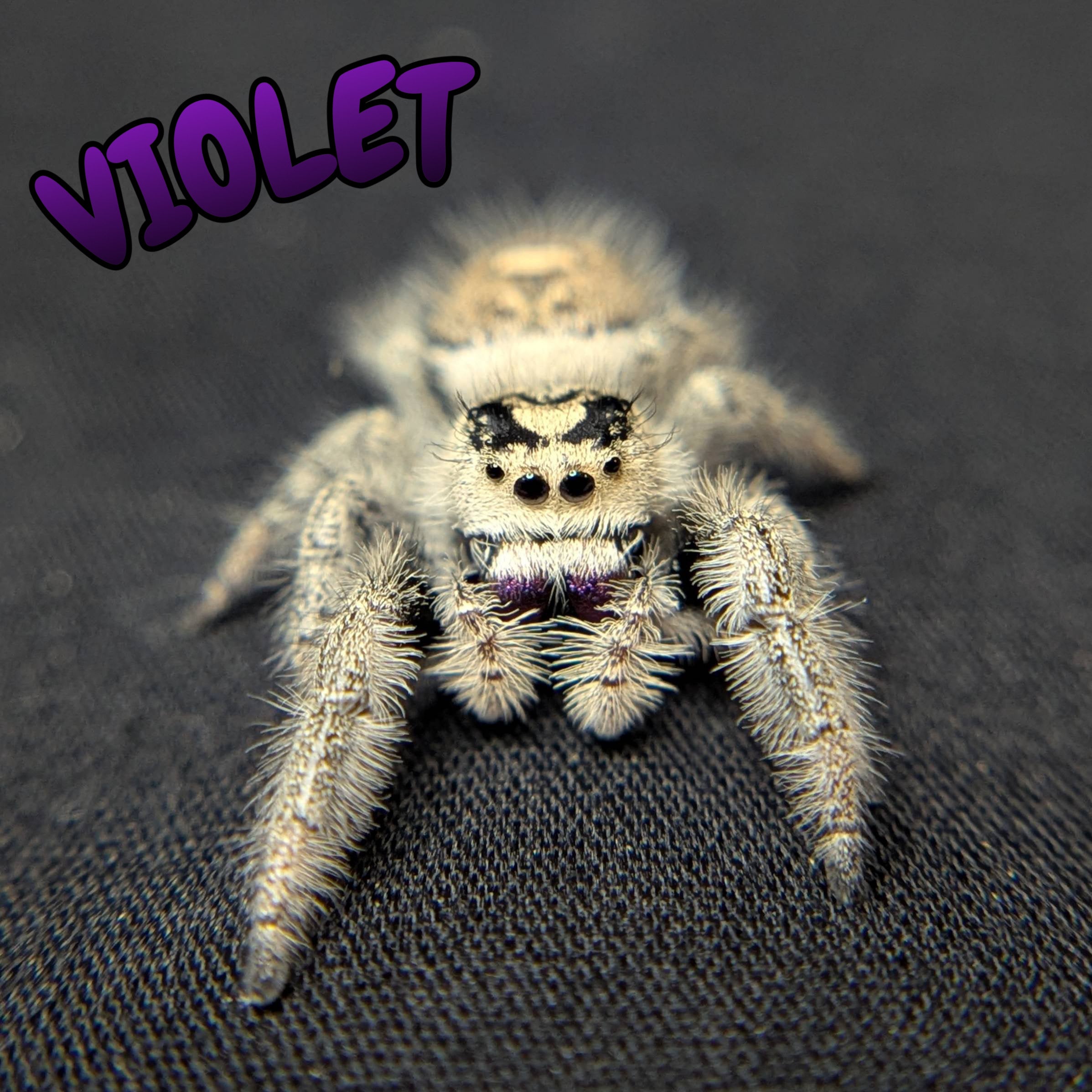 Female Regal Jumping Spider Violet