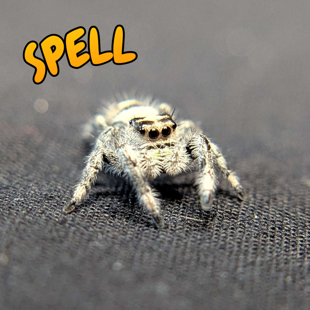 Regal Jumping Spider "Spell"