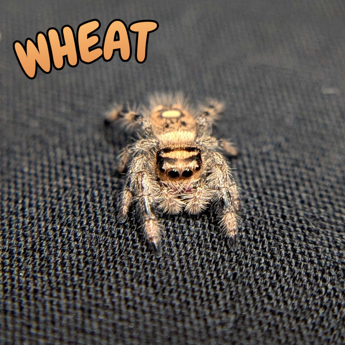 Regal Jumping Spider "Wheat"