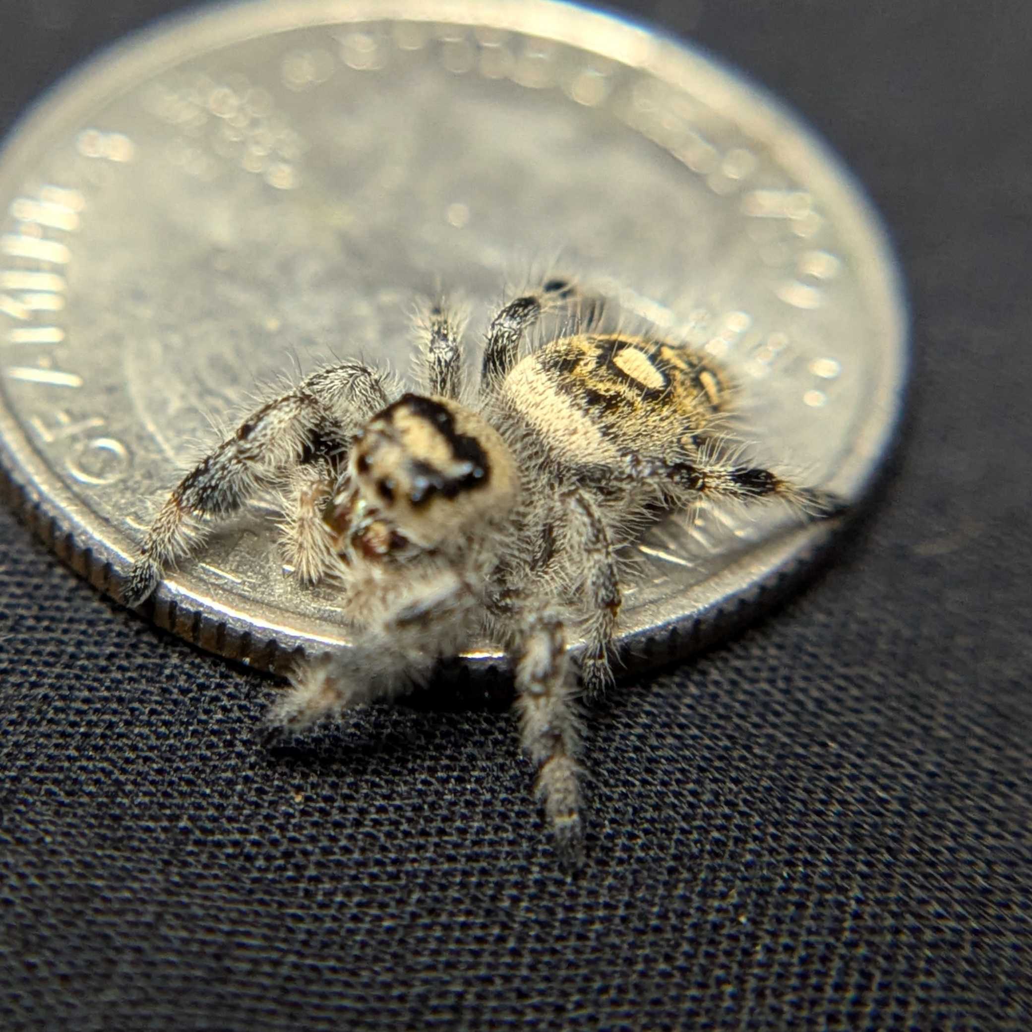 Regal Jumping Spider "Tofu"