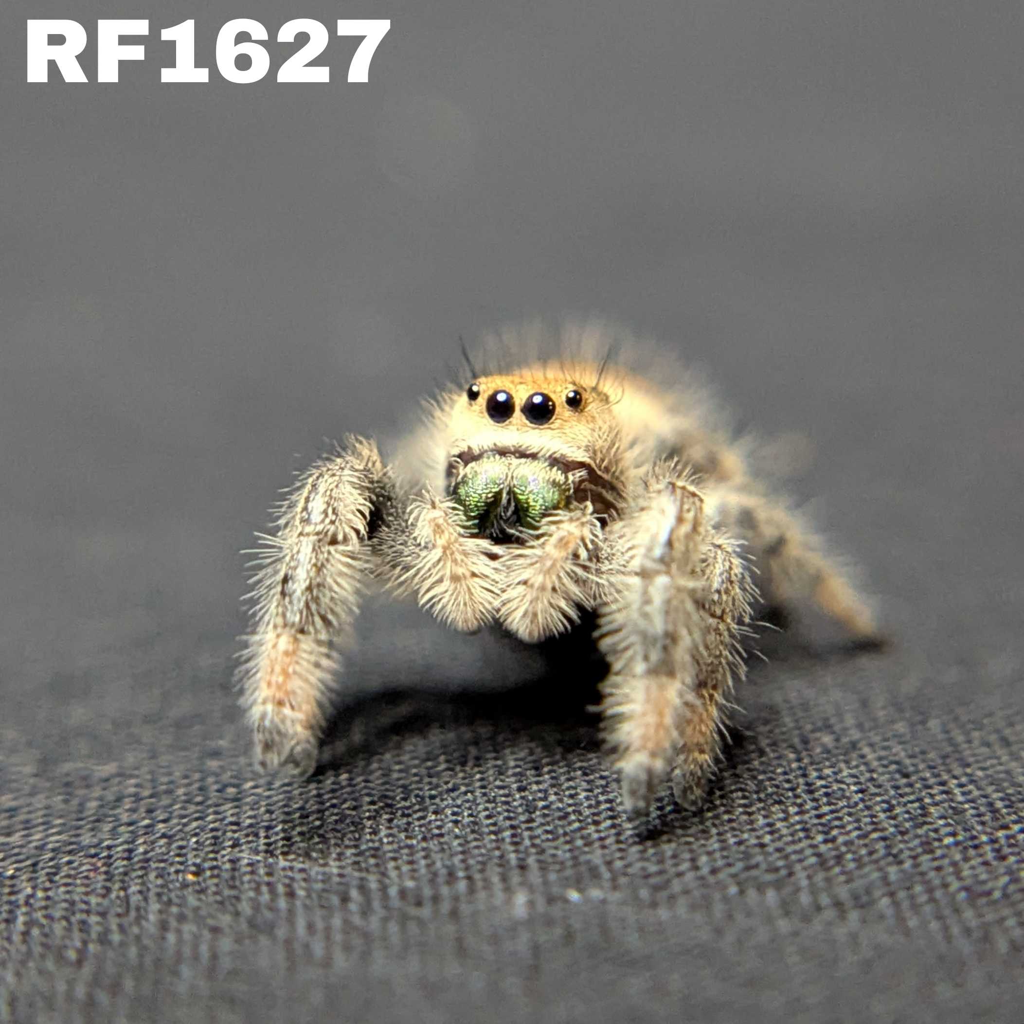 Regal Jumping Spider “Harvest Fern”