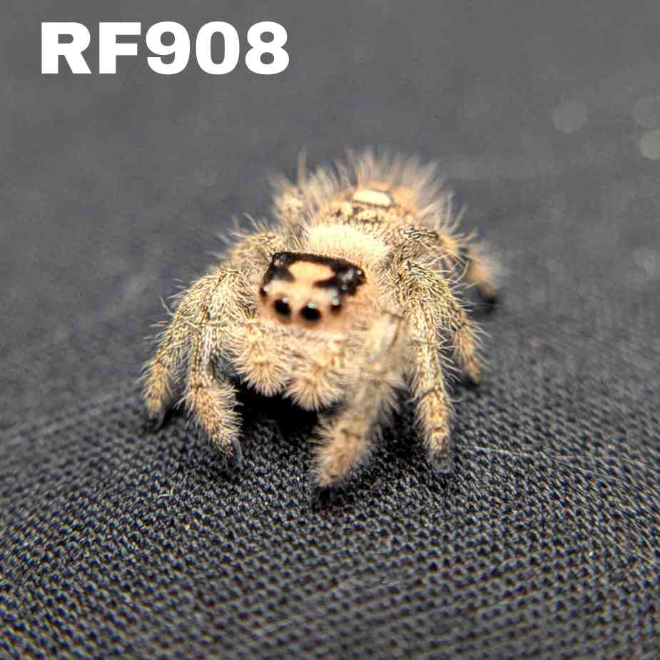 Regal Jumping Spider "Taffy"