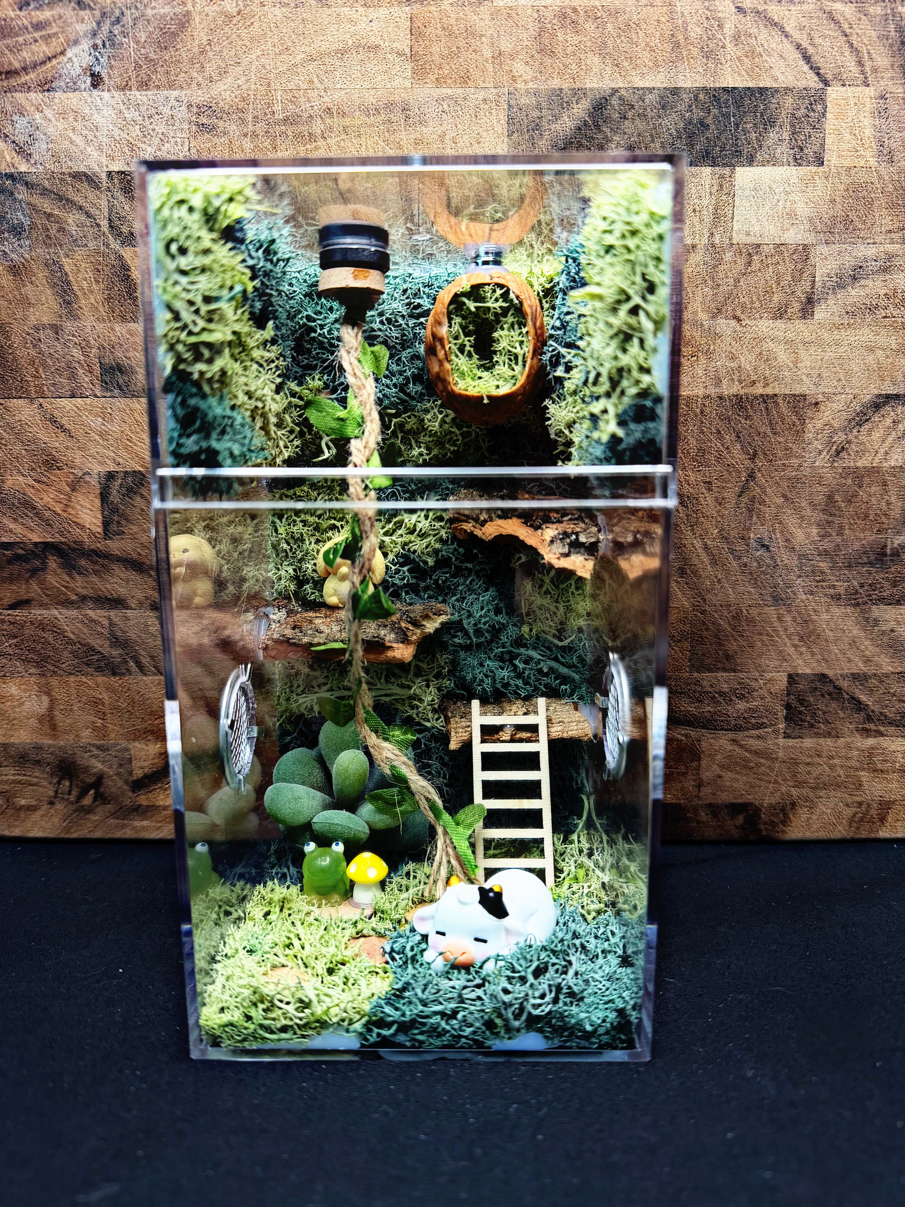 Custom Jumping Spider Enclosure