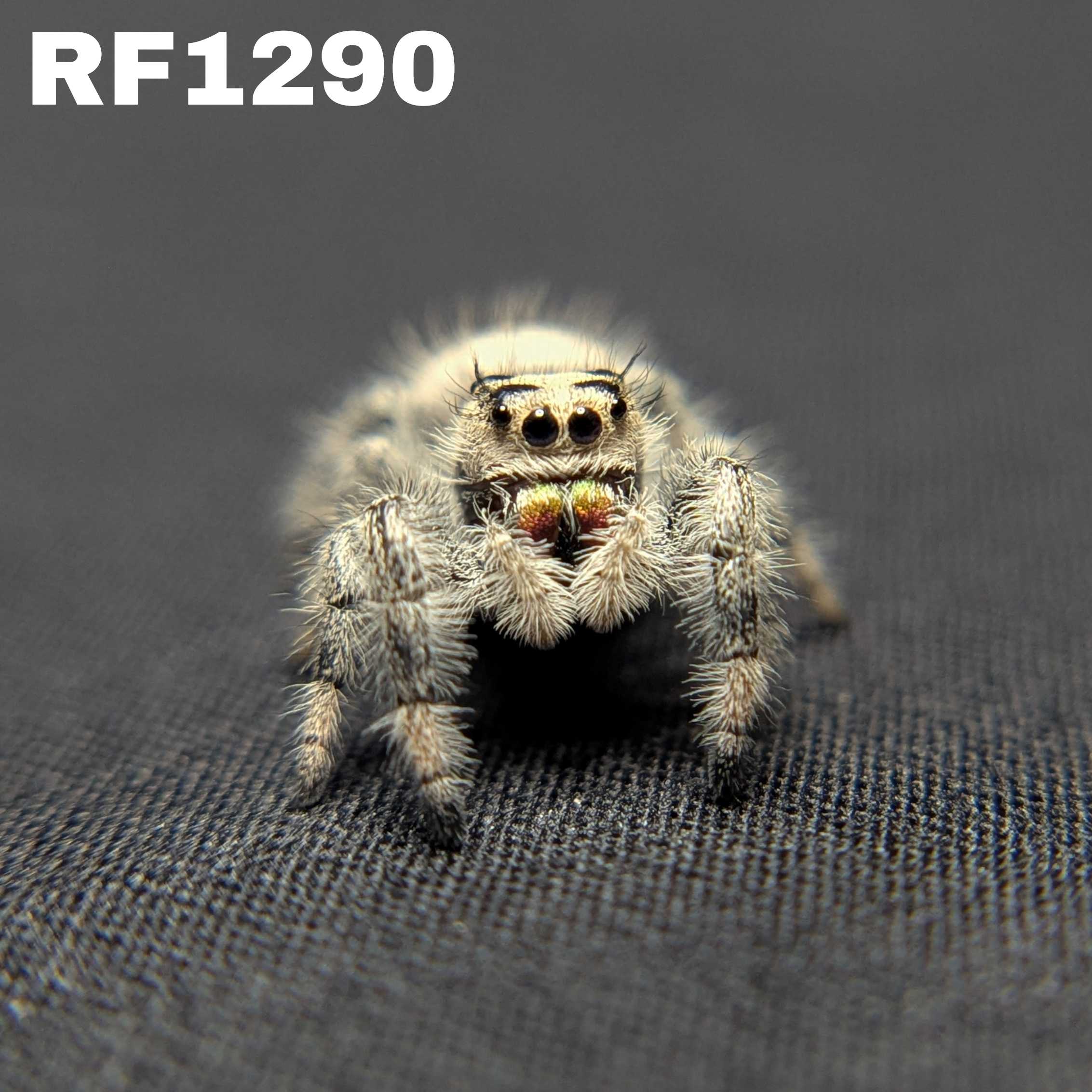 Regal Jumping Spider "Angel"