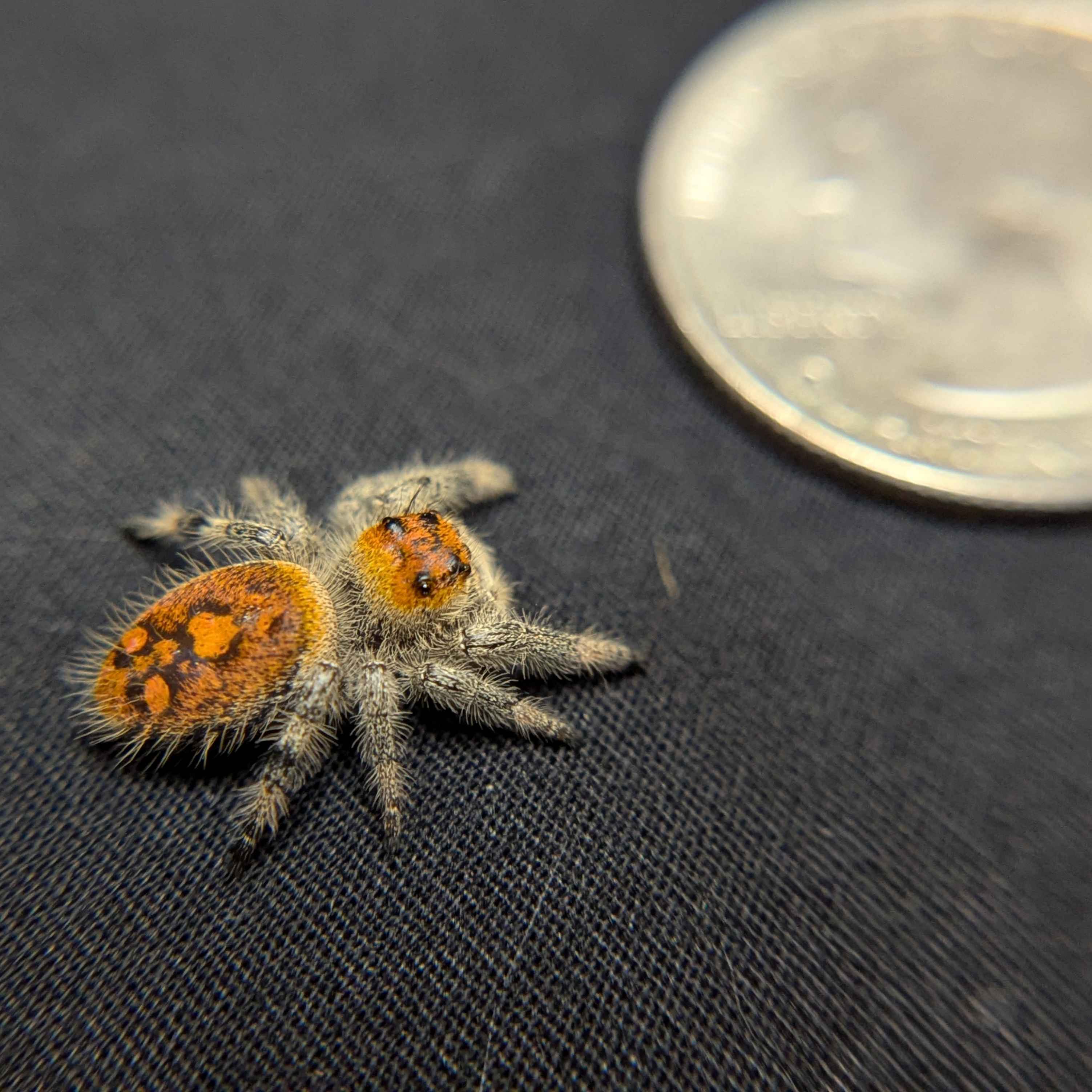 Regal Jumping Spider "Mandarin"